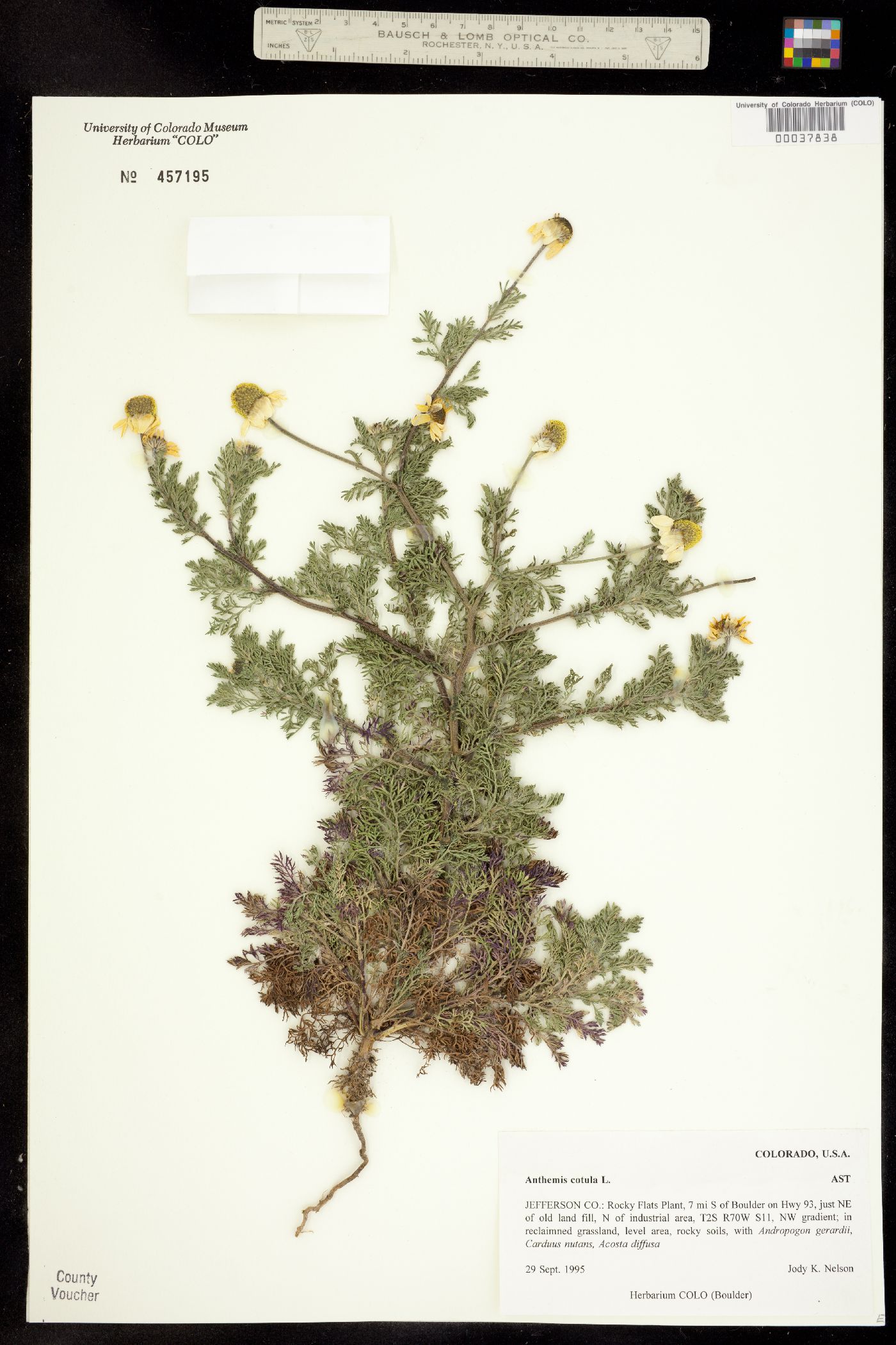 Anthemis cotula image