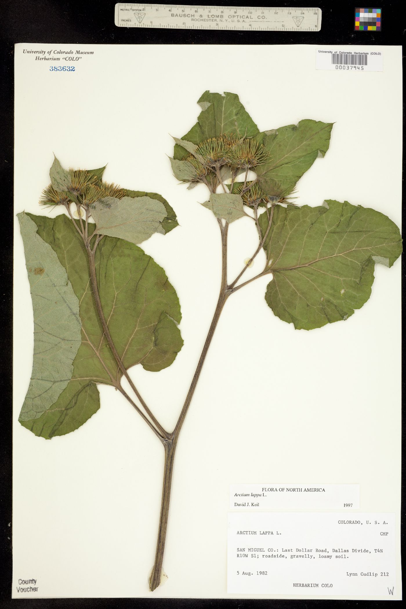 Arctium lappa image