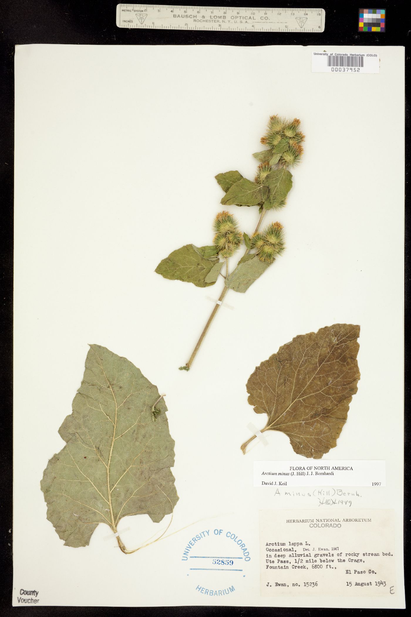 Arctium minus image