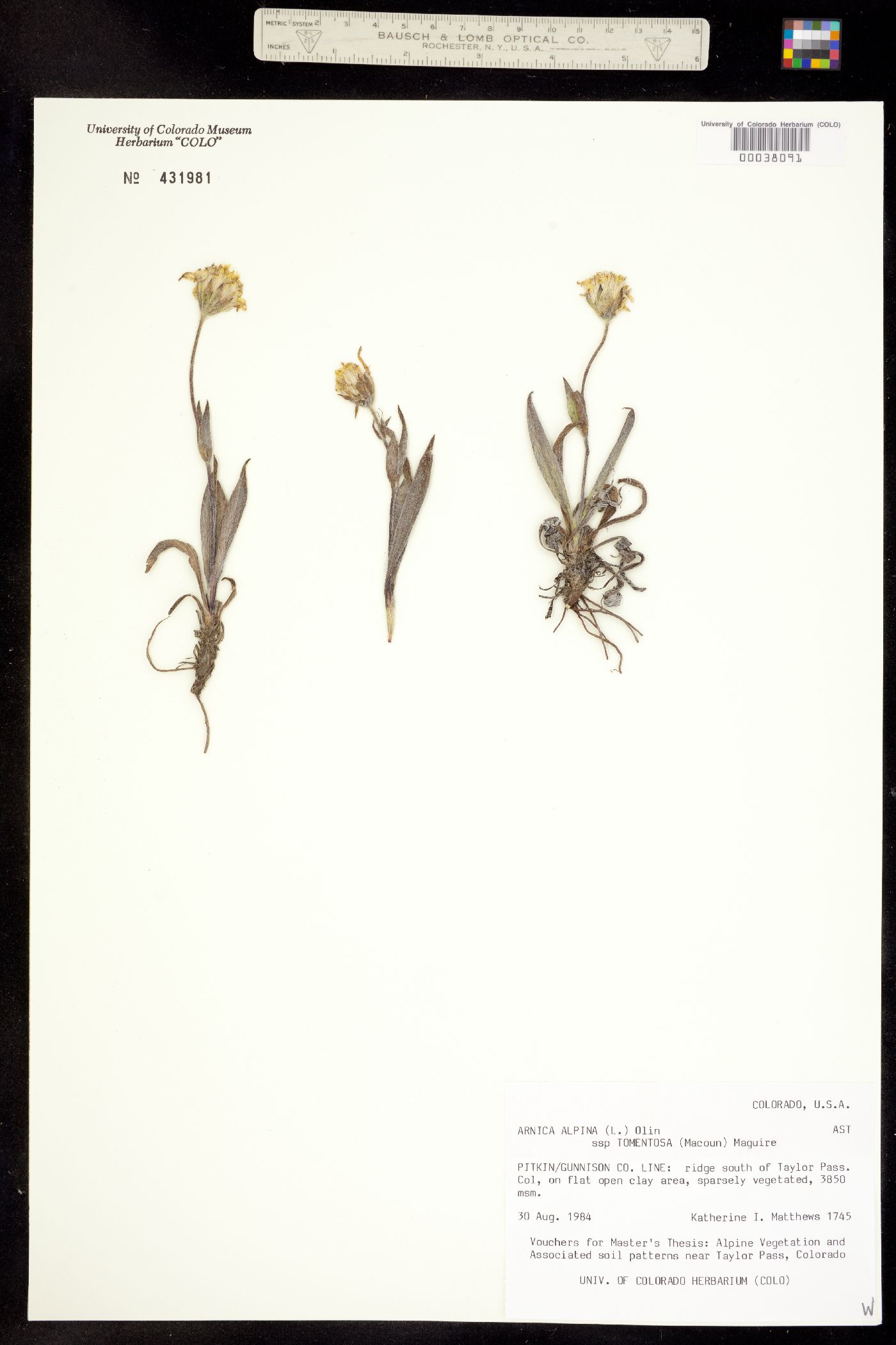 Arnica alpina ssp. tomentosa image