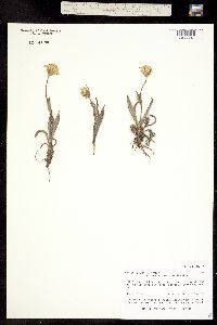 Arnica alpina ssp. tomentosa image