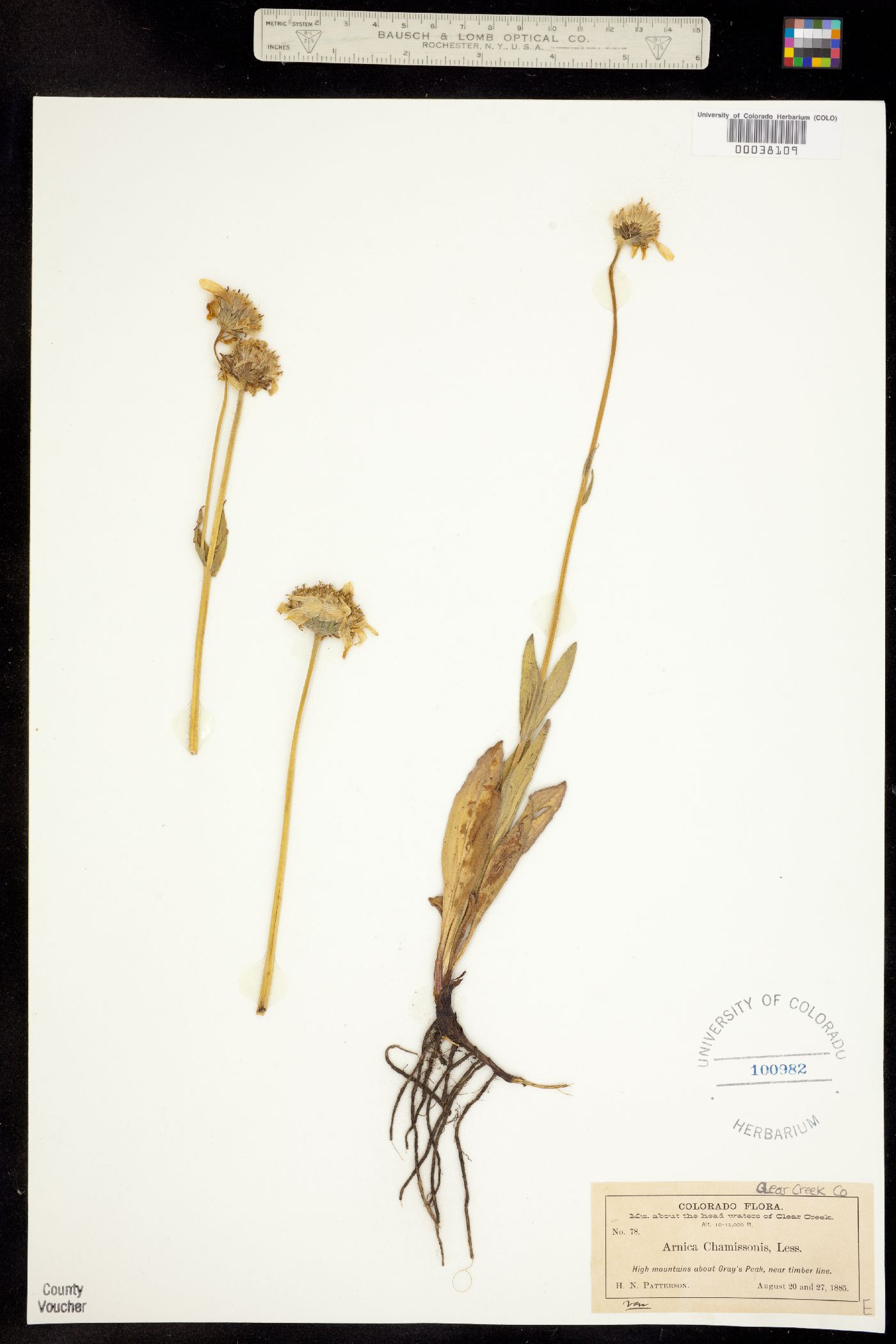 Arnica chamissonis image