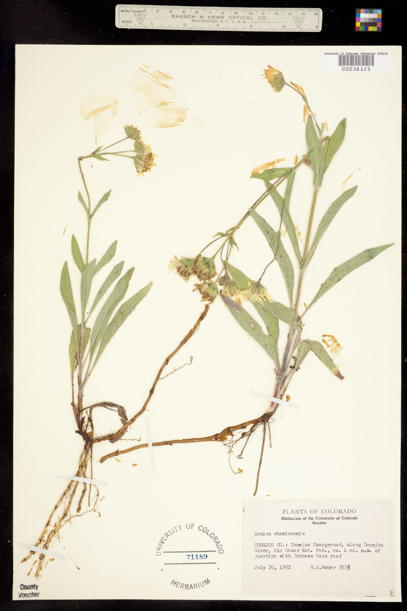 Arnica chamissonis image