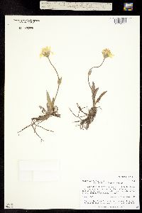 Arnica alpina ssp. tomentosa image
