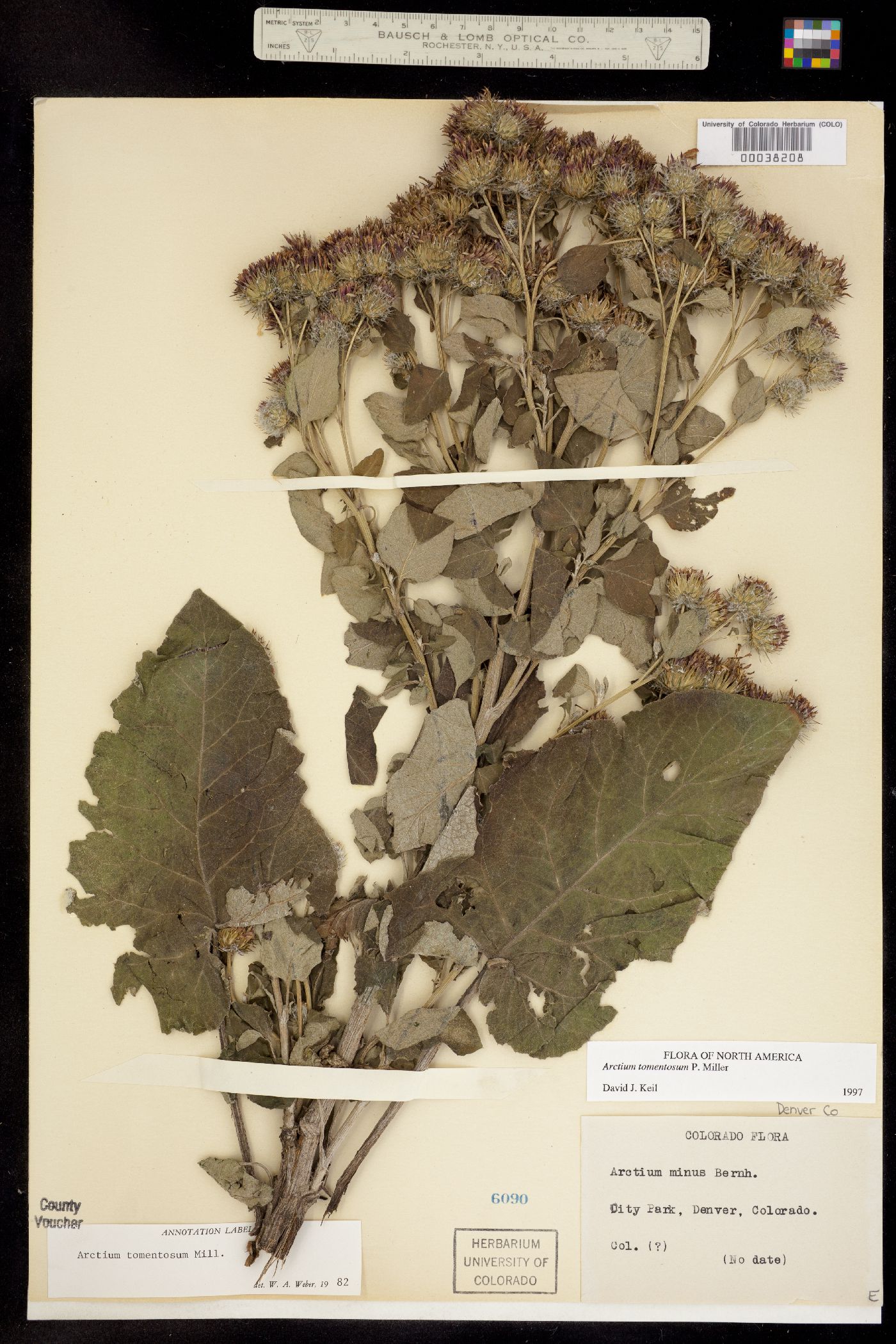 Arctium image