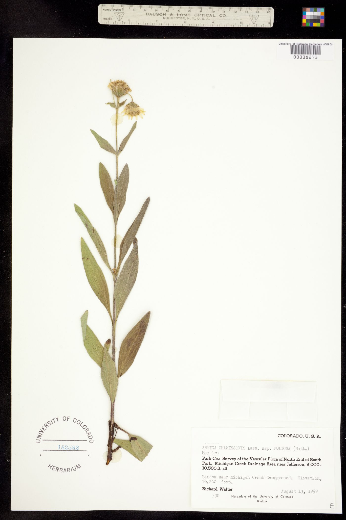 Arnica chamissonis image