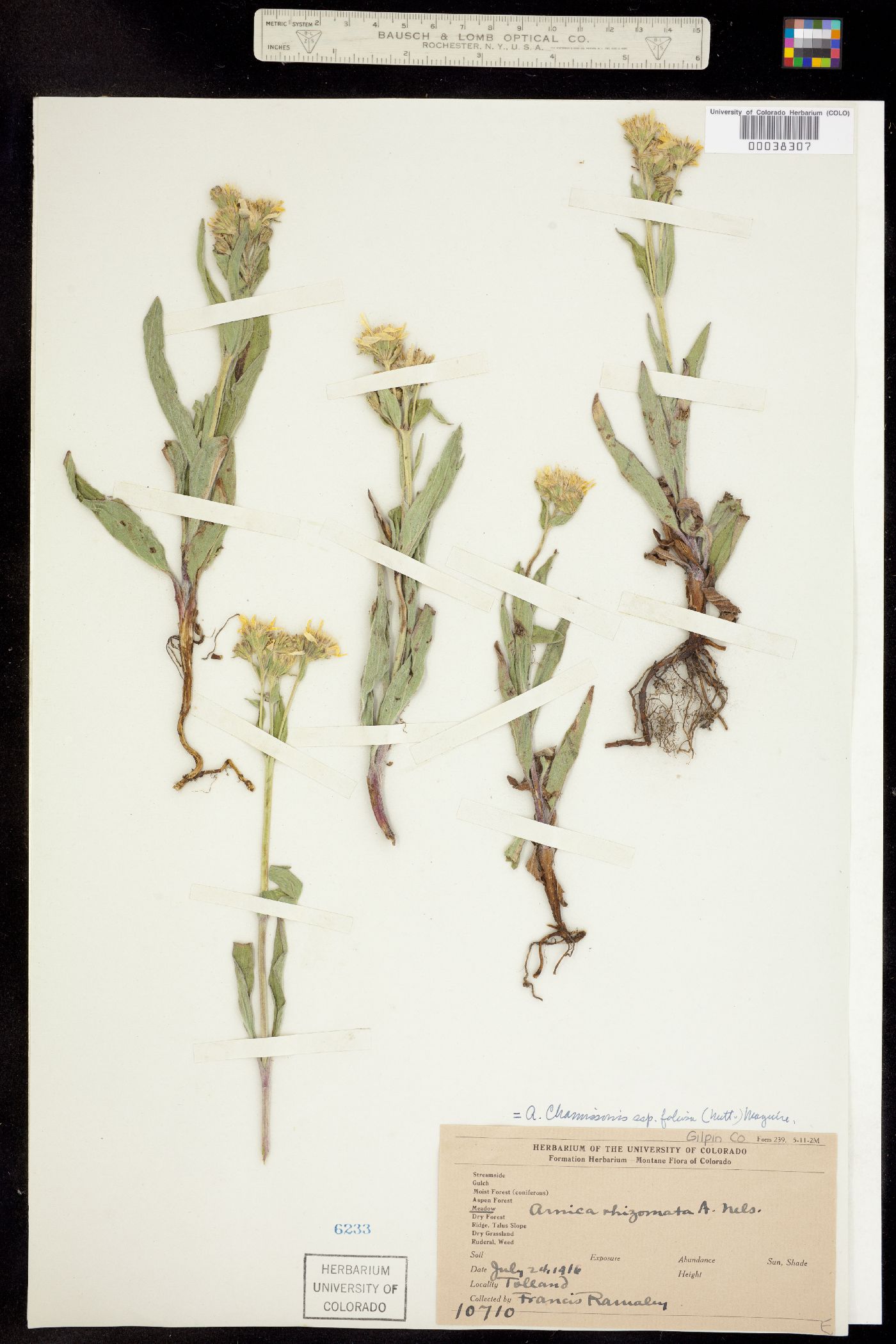 Arnica chamissonis image