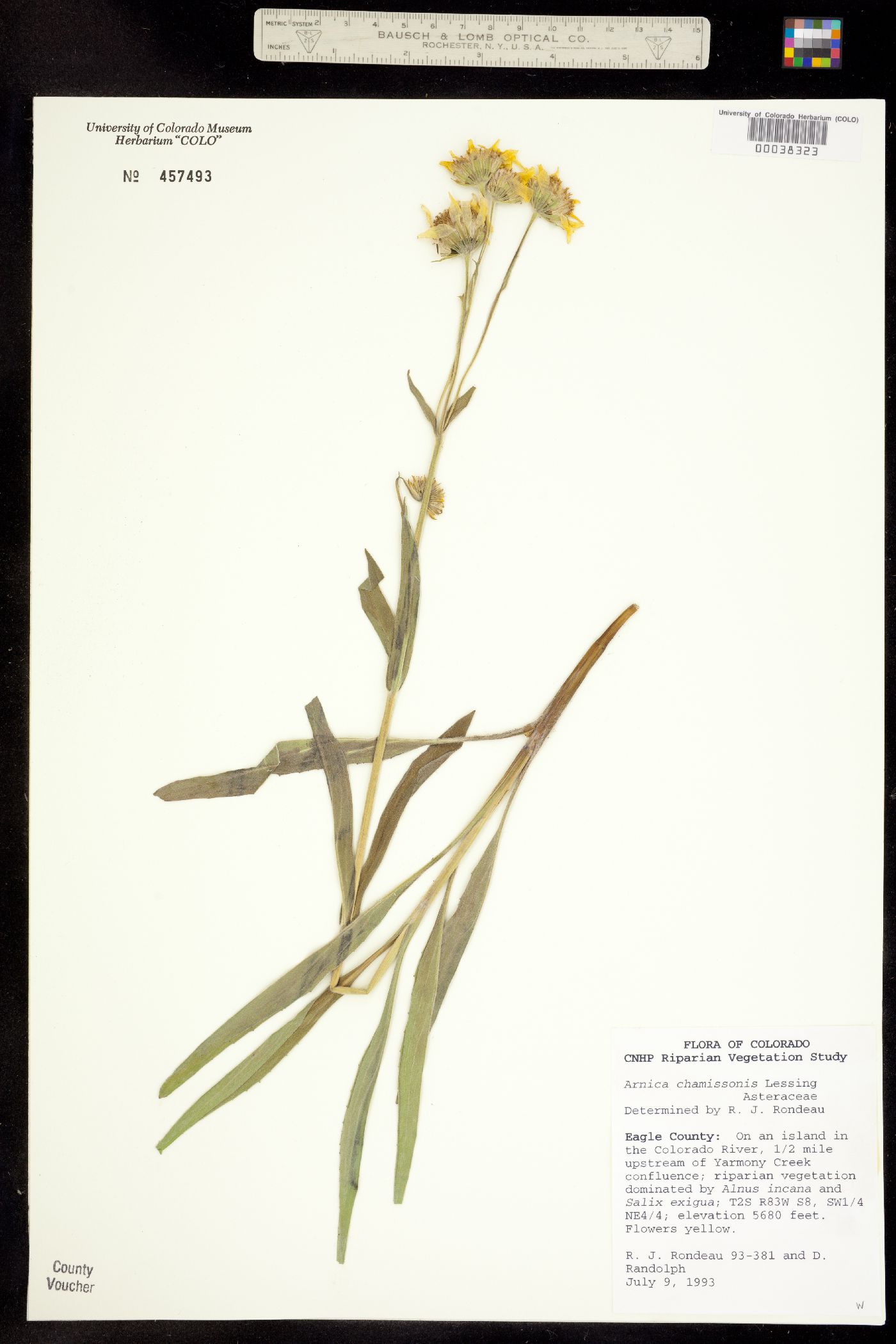 Arnica chamissonis image