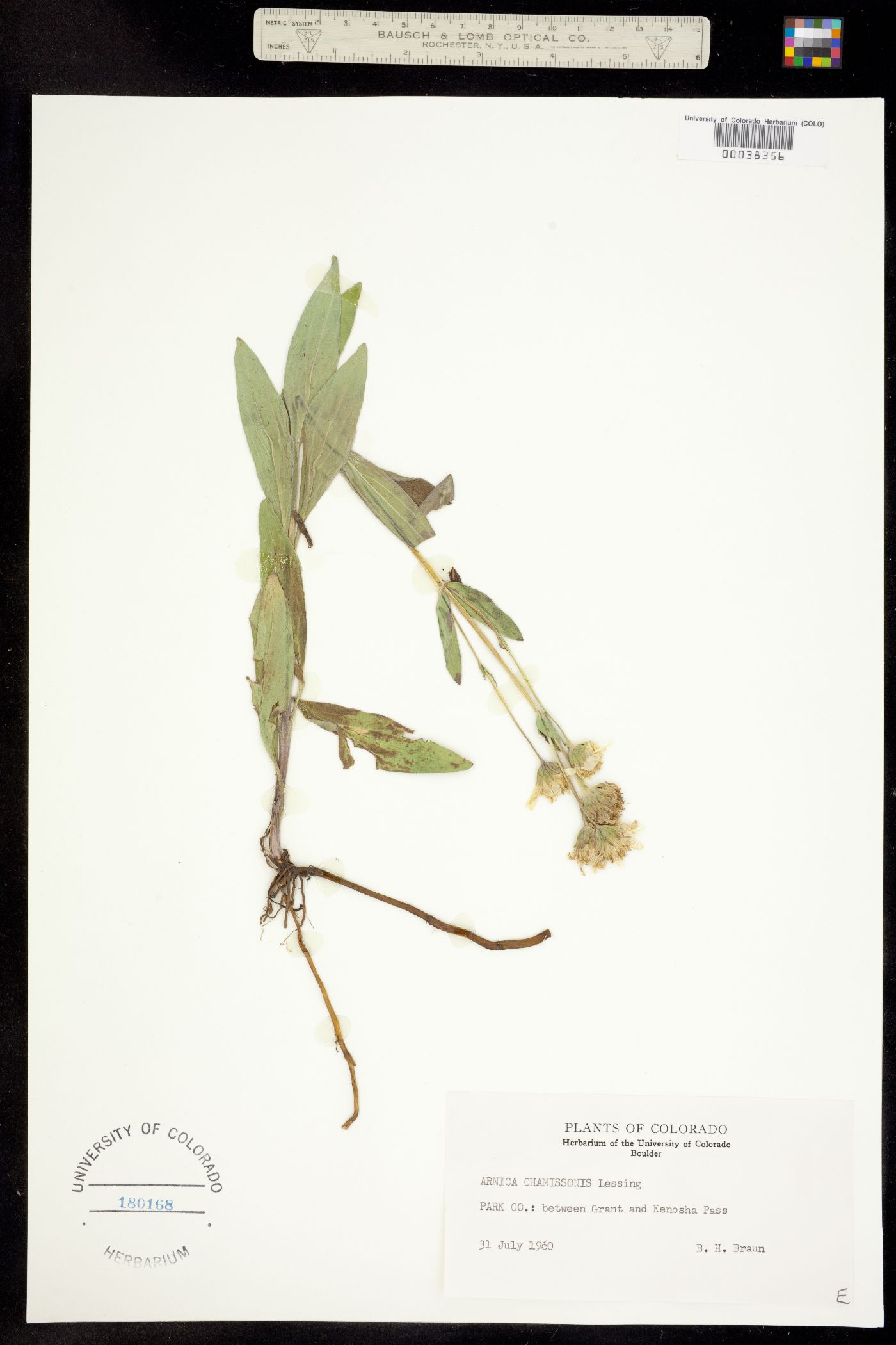 Arnica chamissonis image