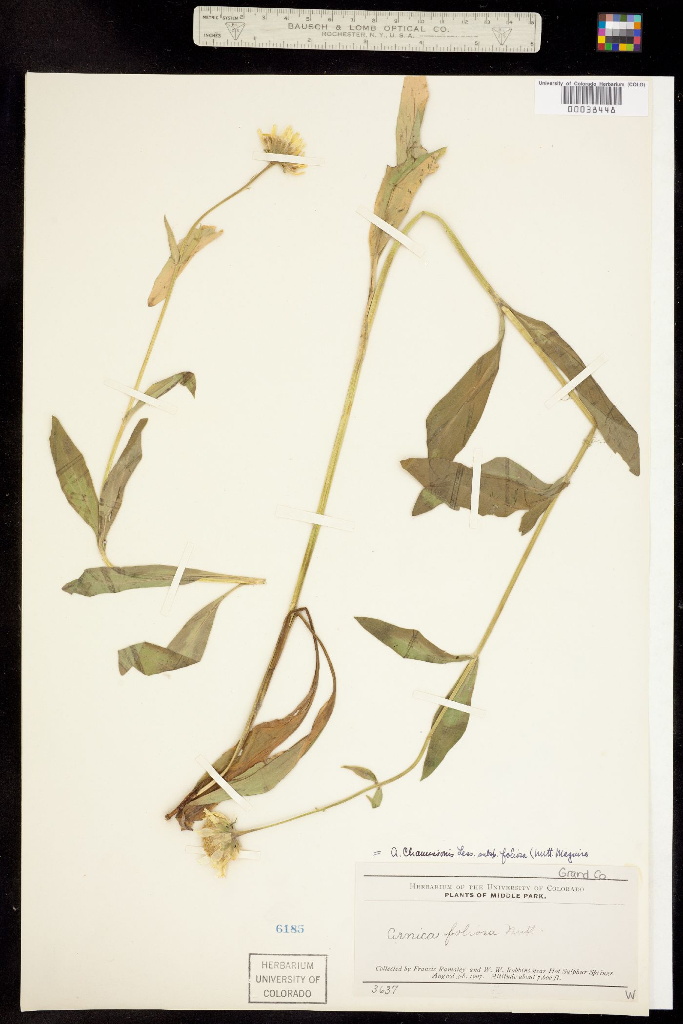 Arnica chamissonis subsp. foliosa image