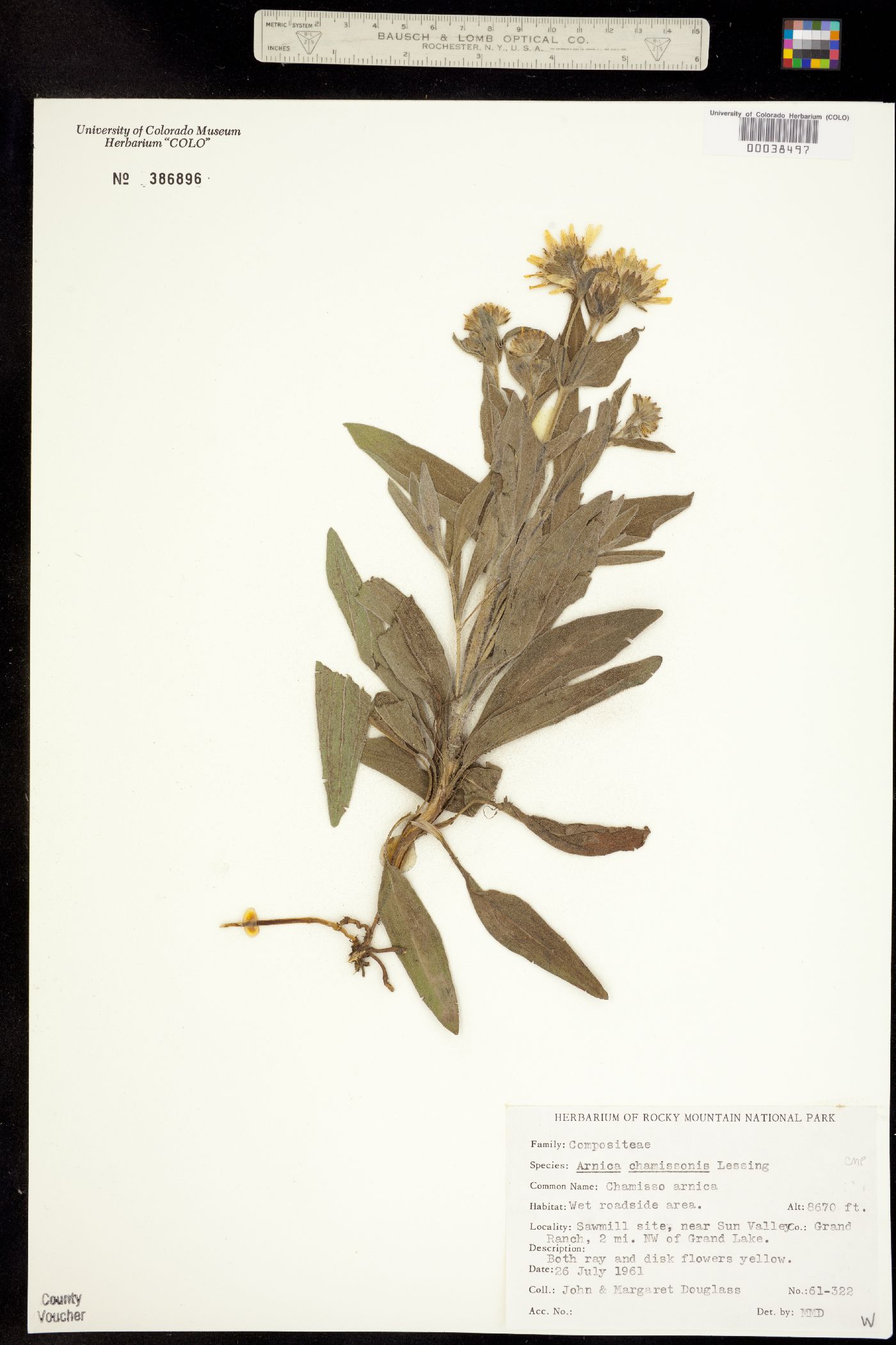 Arnica chamissonis image