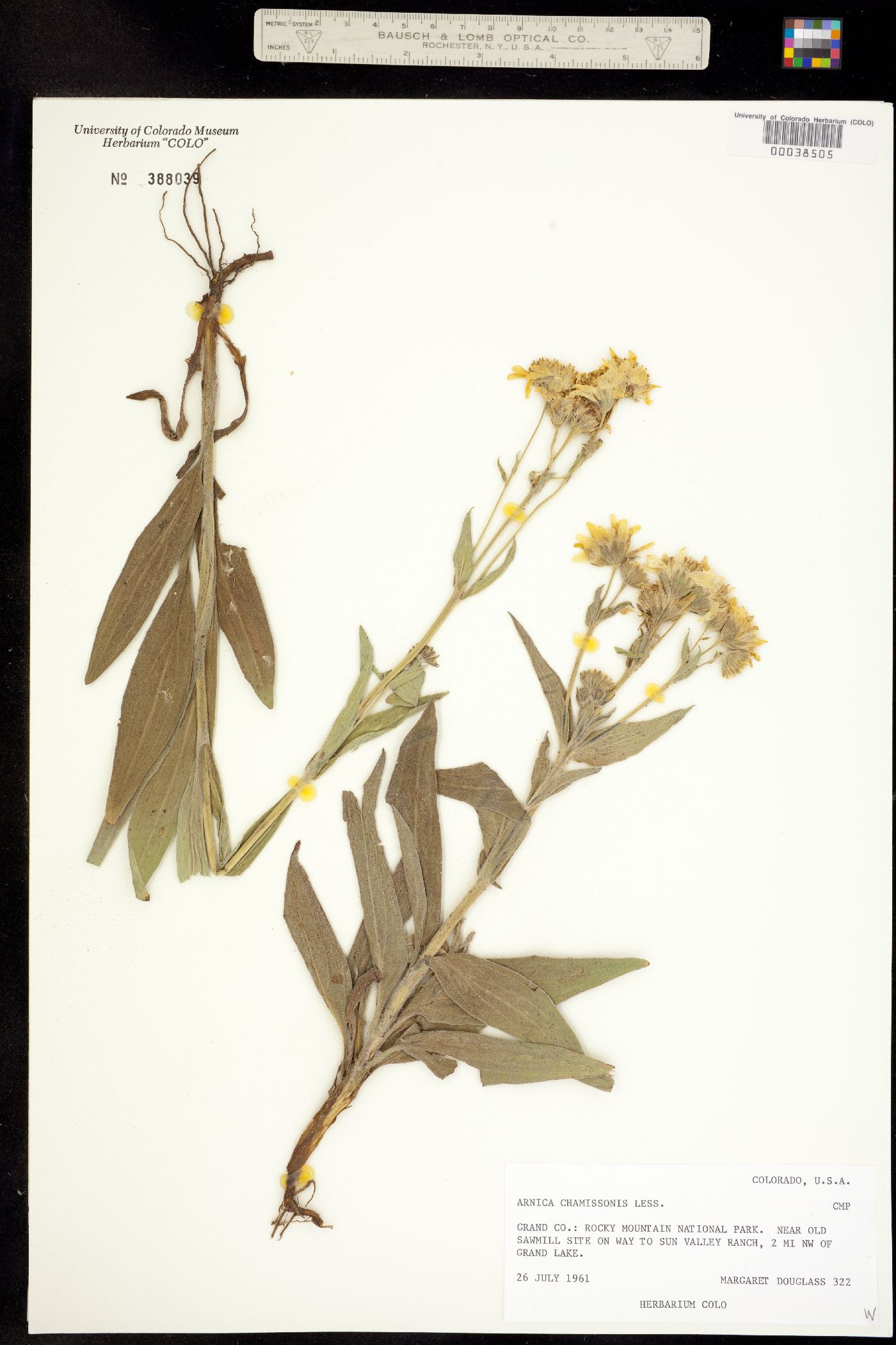 Arnica chamissonis image