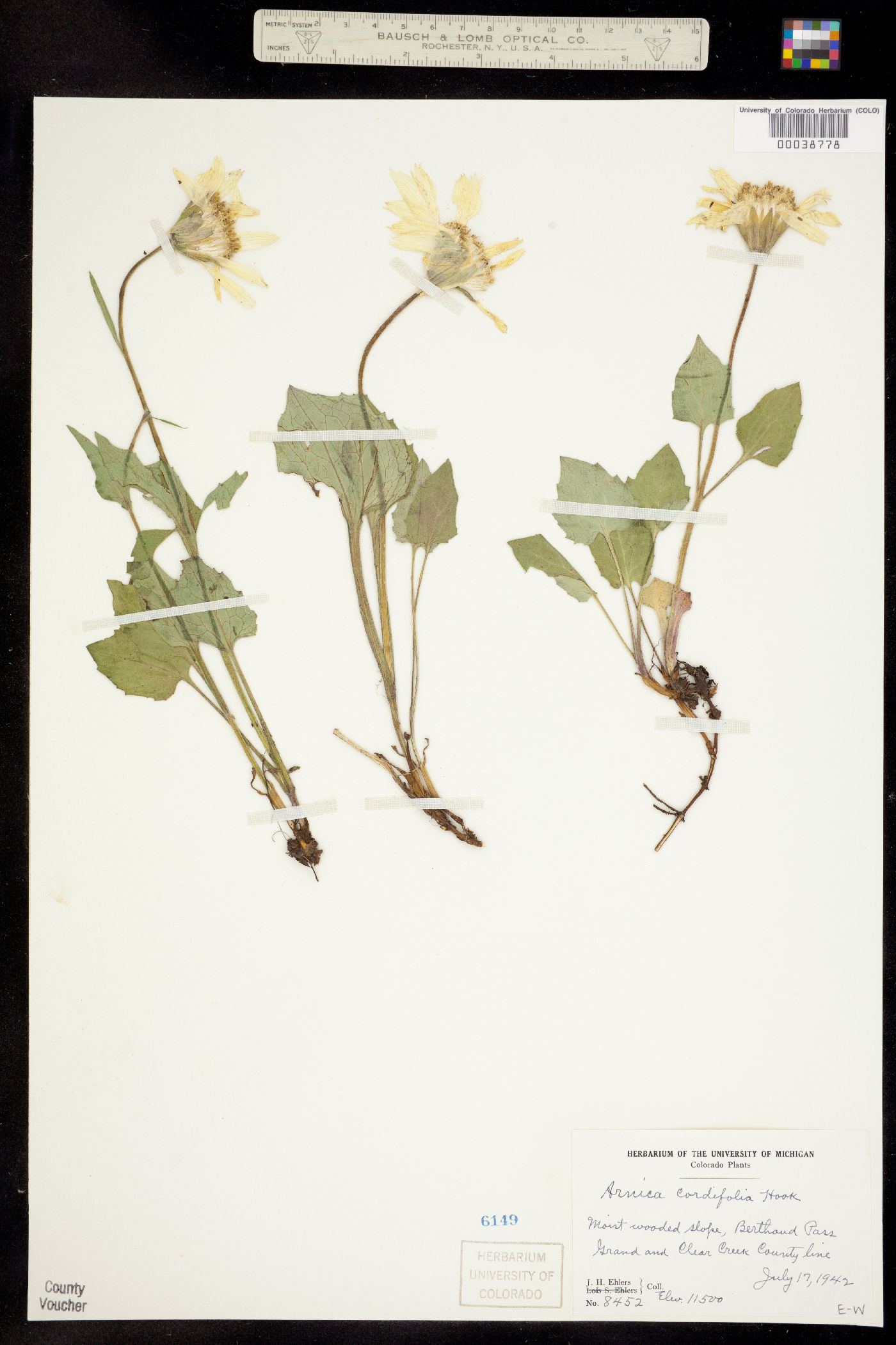 Arnica cordifolia image
