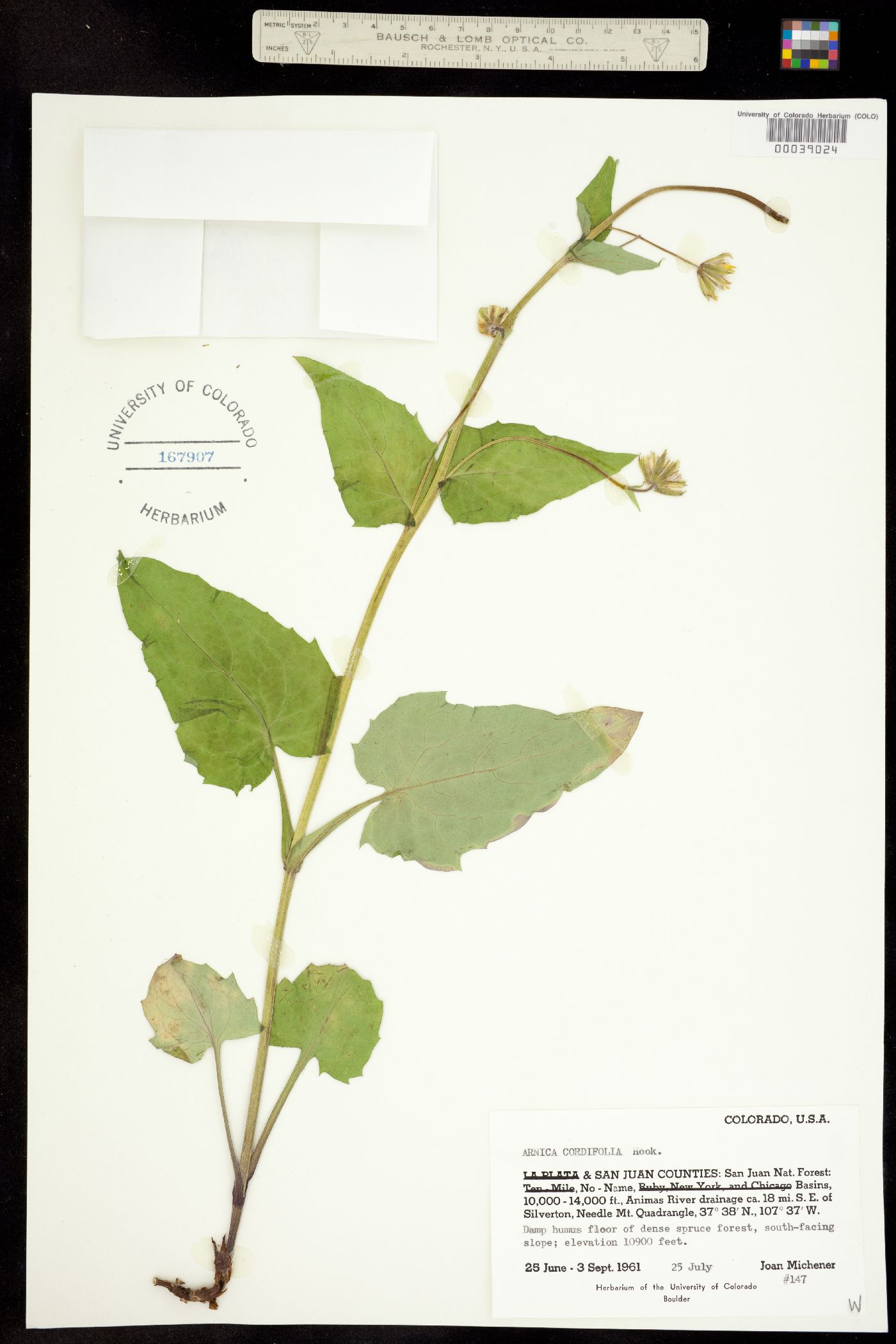 Arnica cordifolia image