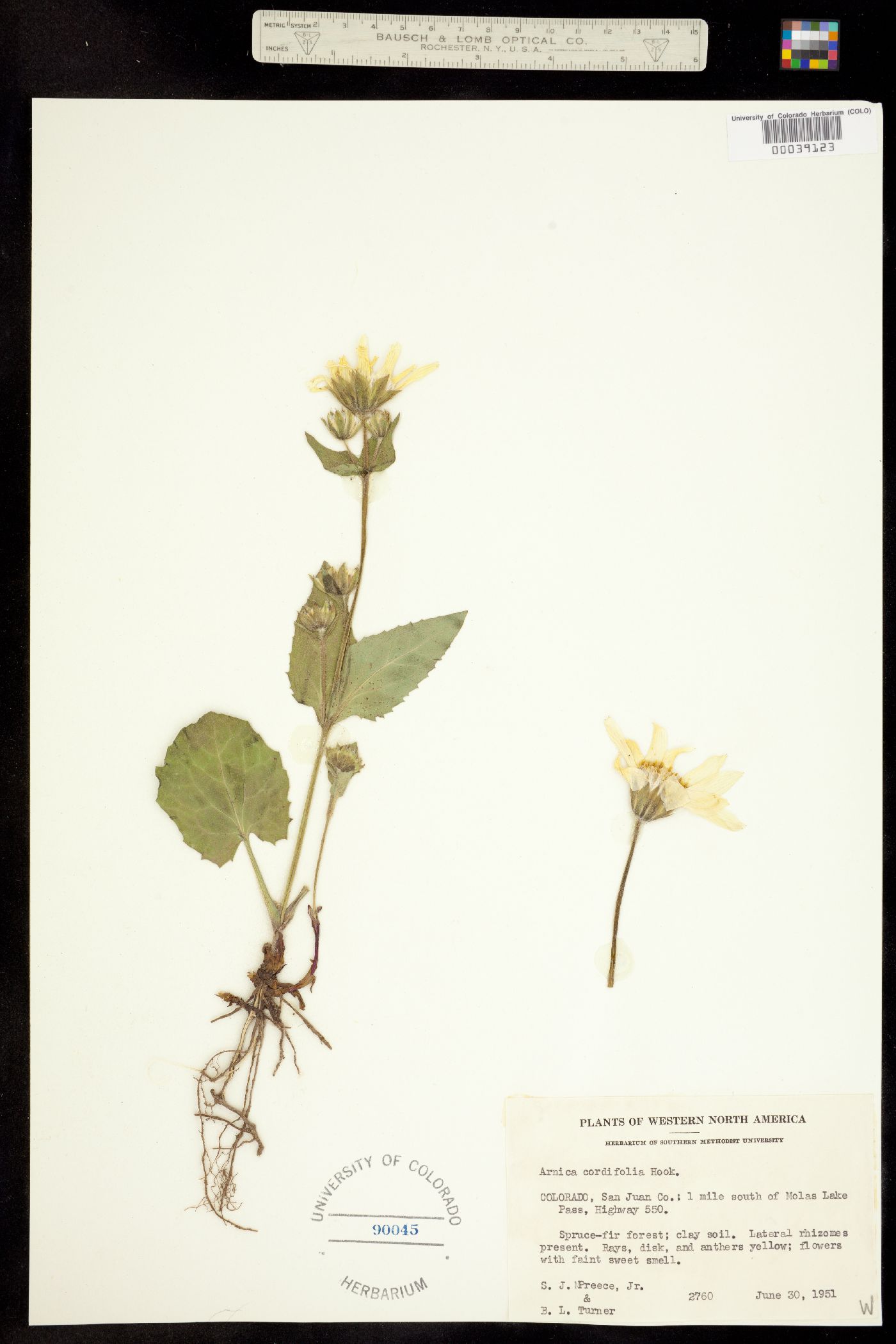Arnica cordifolia image
