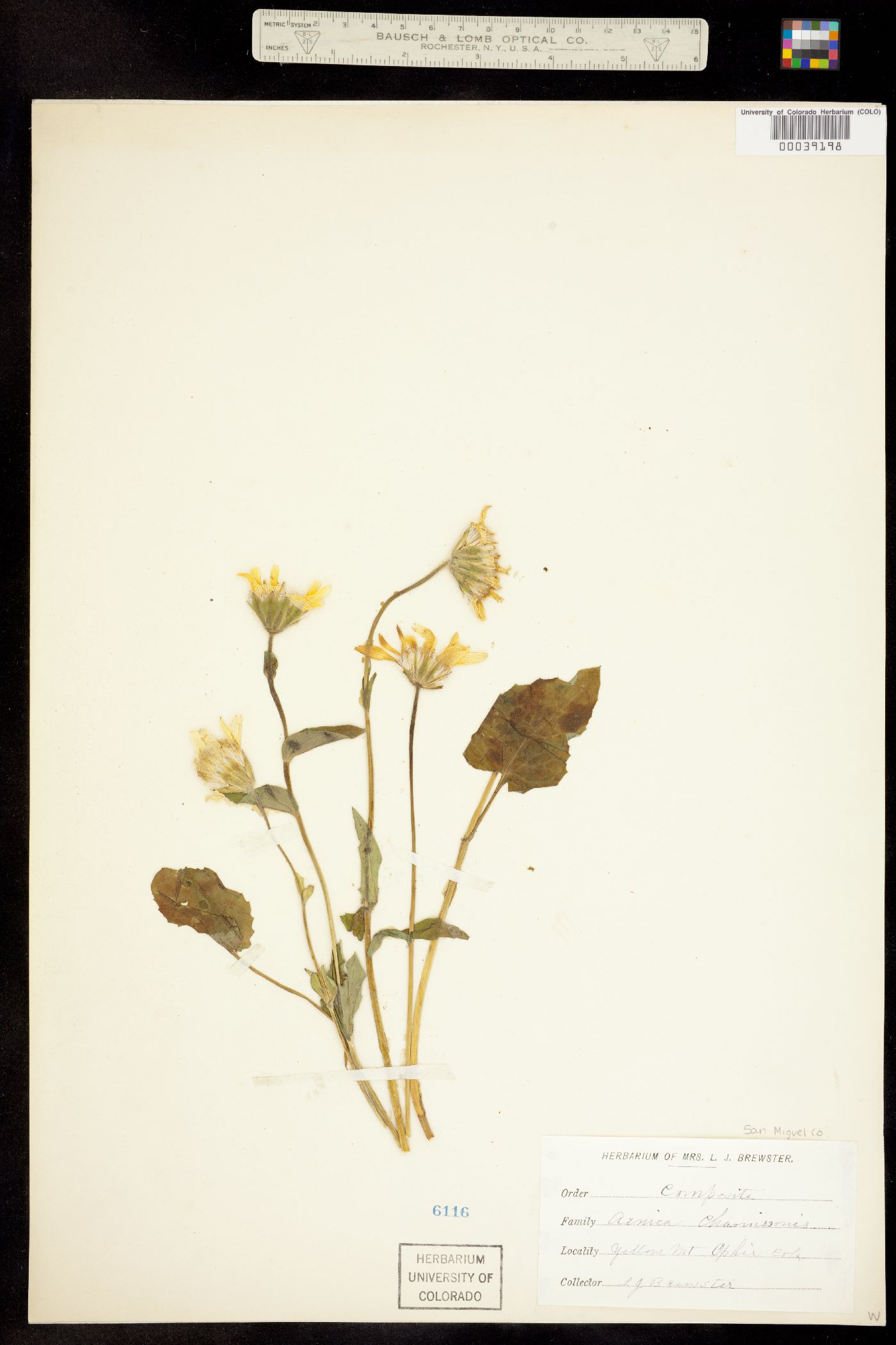 Arnica cordifolia image