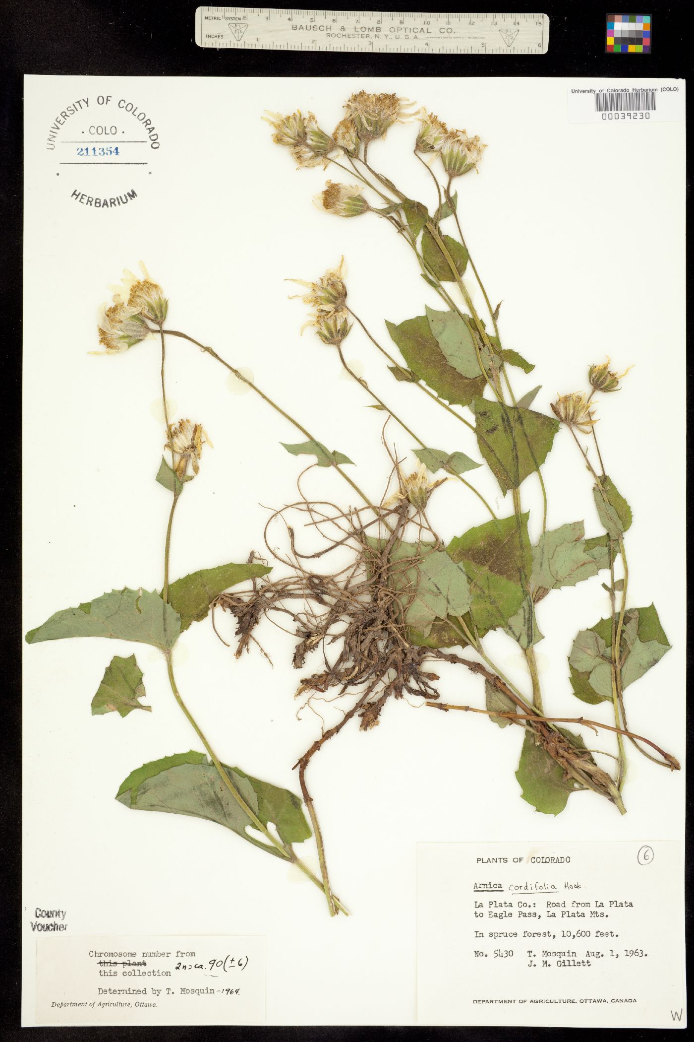 Arnica cordifolia image