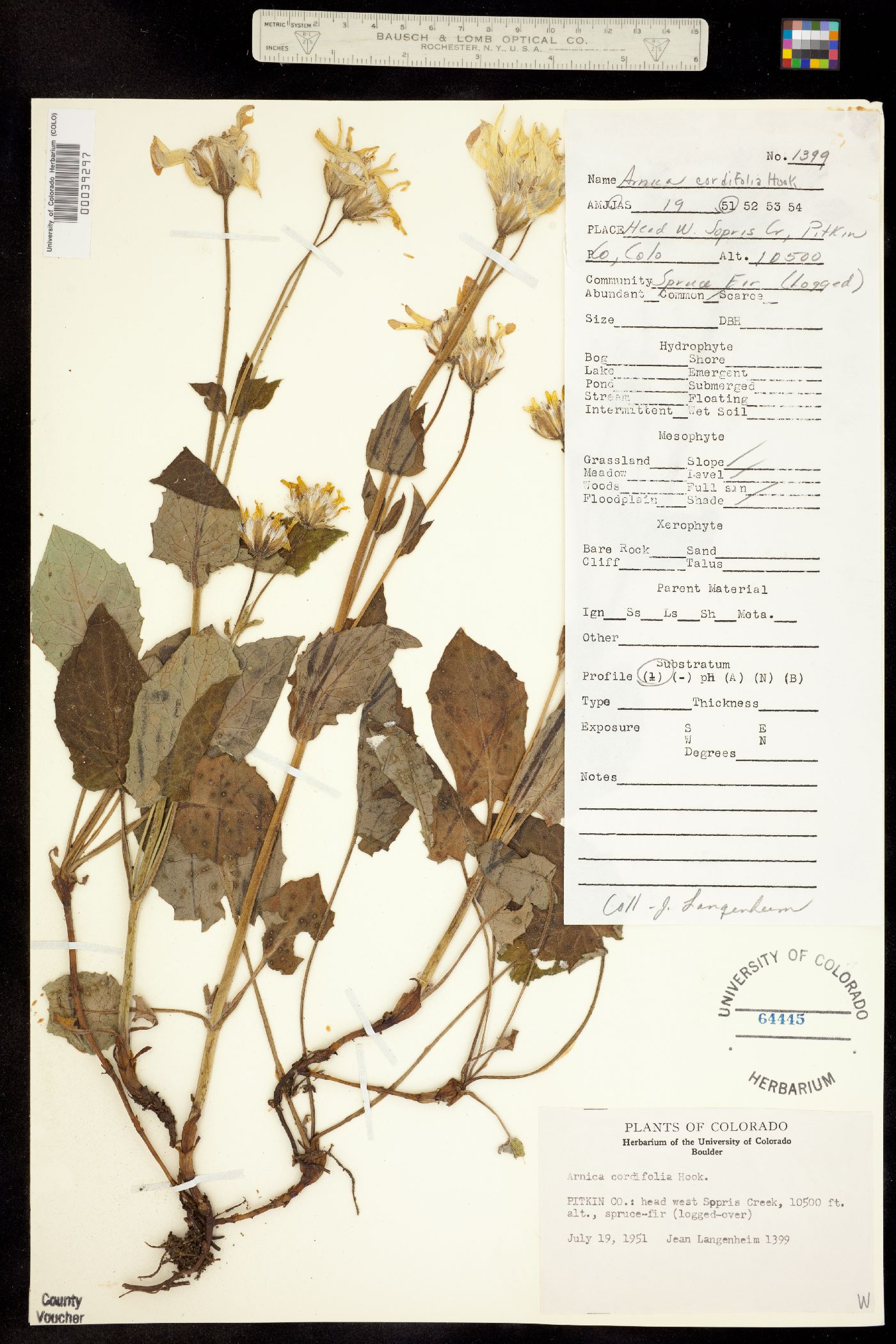 Arnica cordifolia image