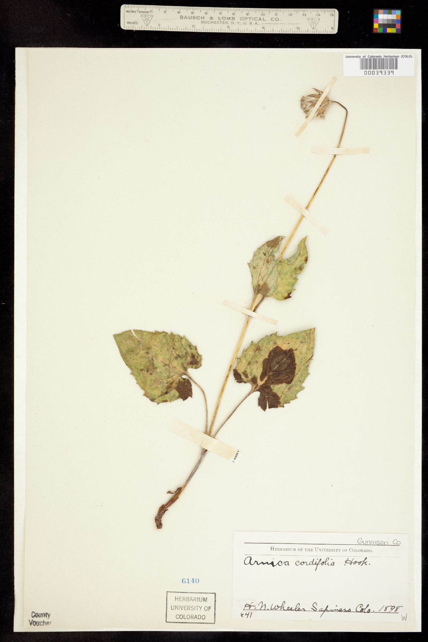 Arnica cordifolia image