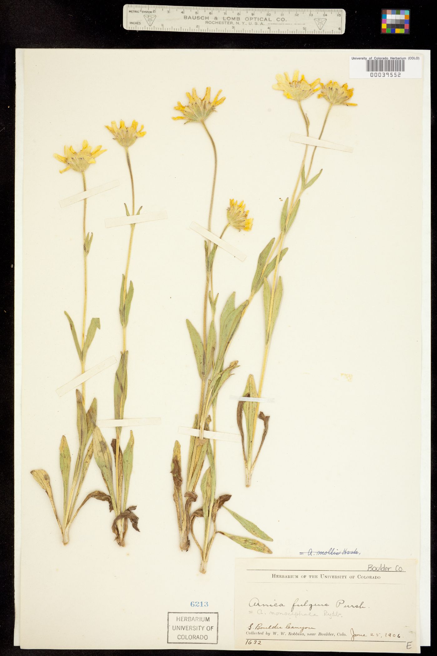 Arnica fulgens image