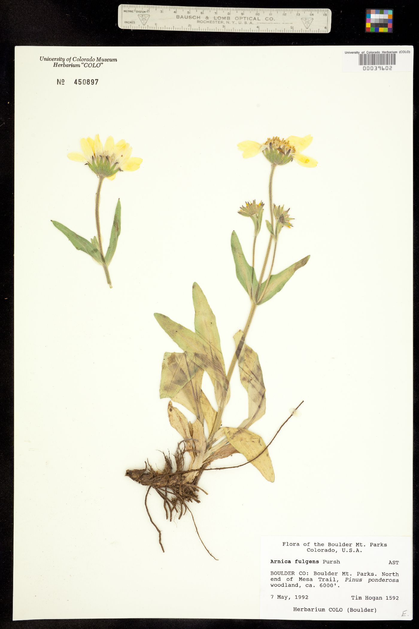 Arnica fulgens image
