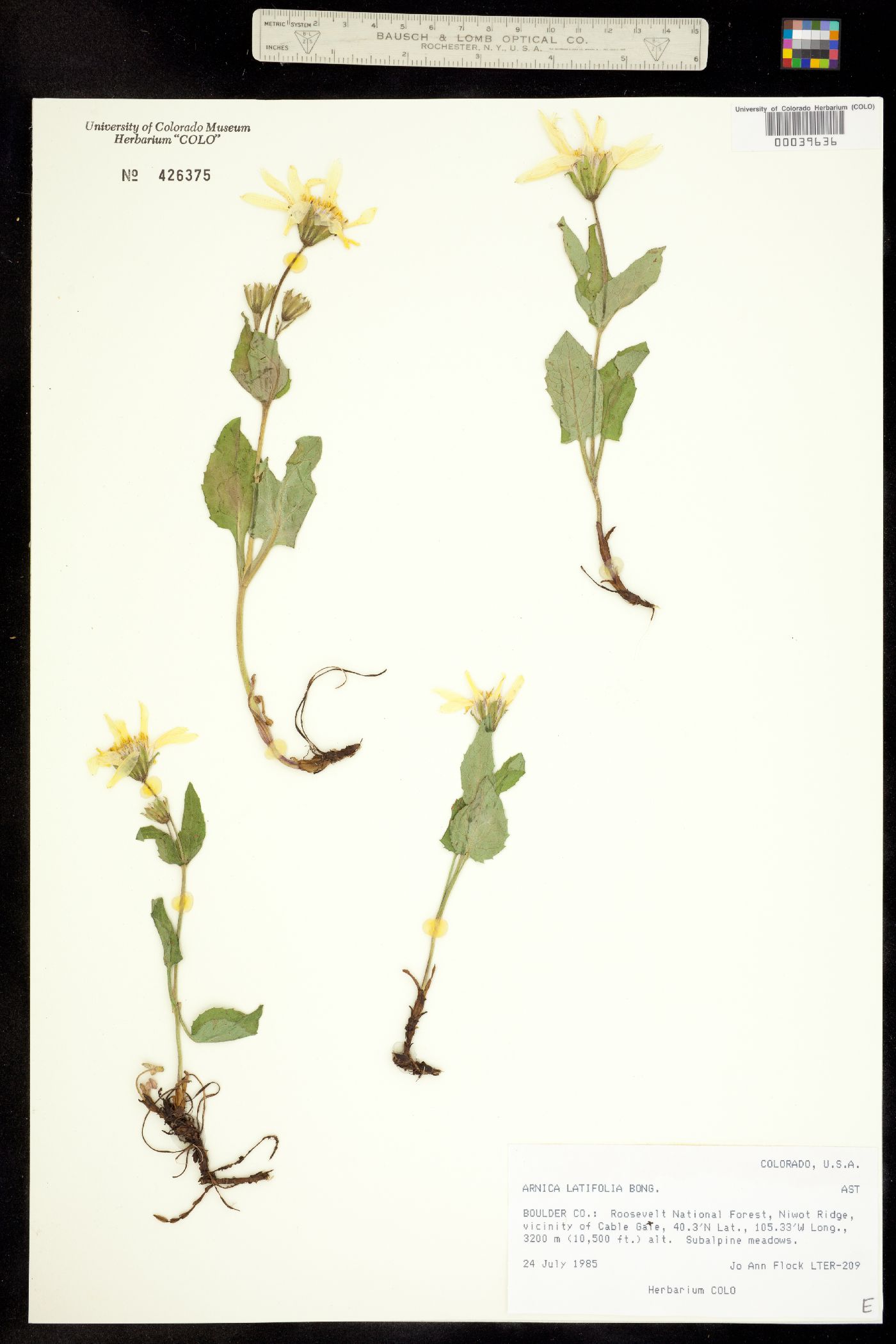 Arnica latifolia image