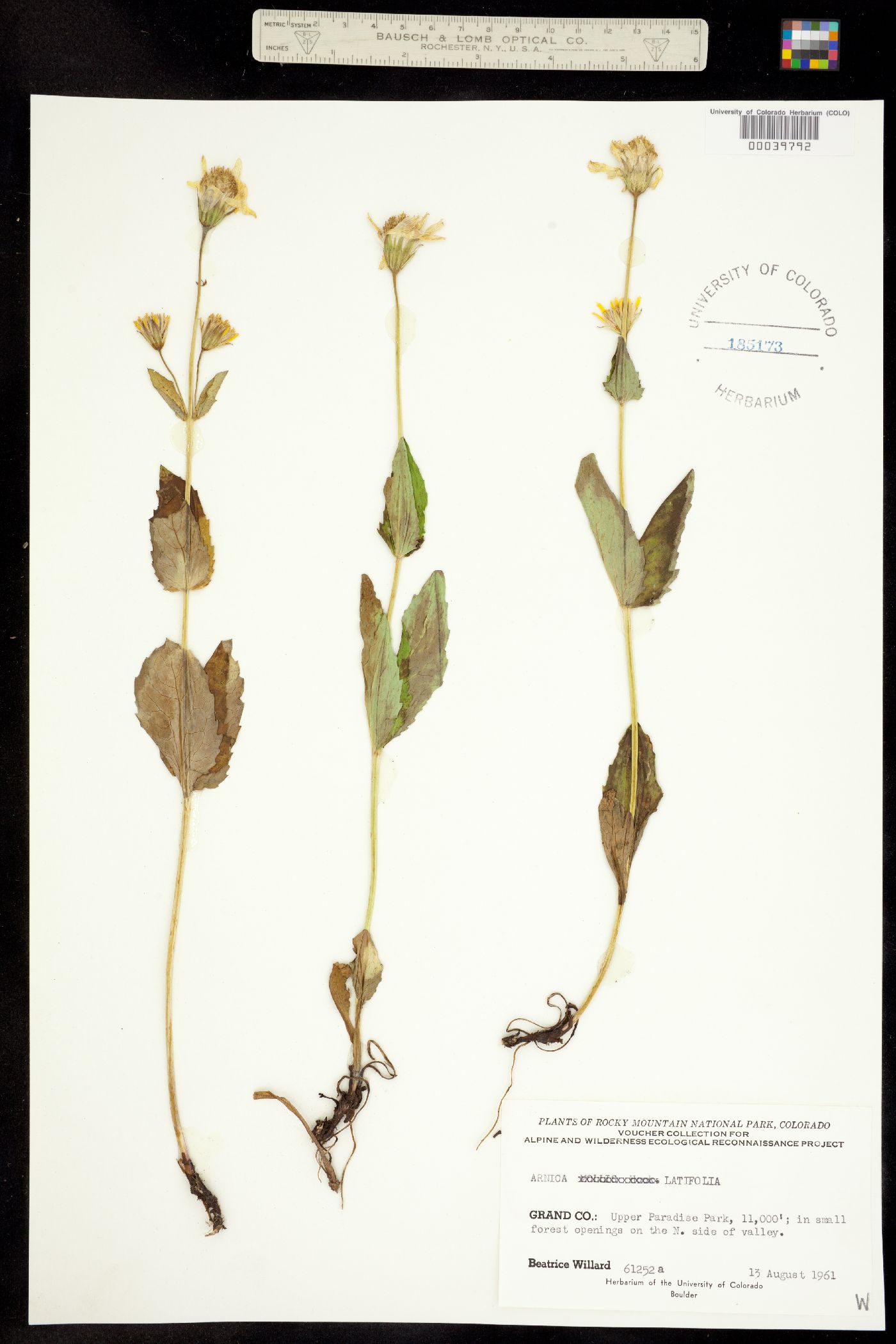 Arnica image