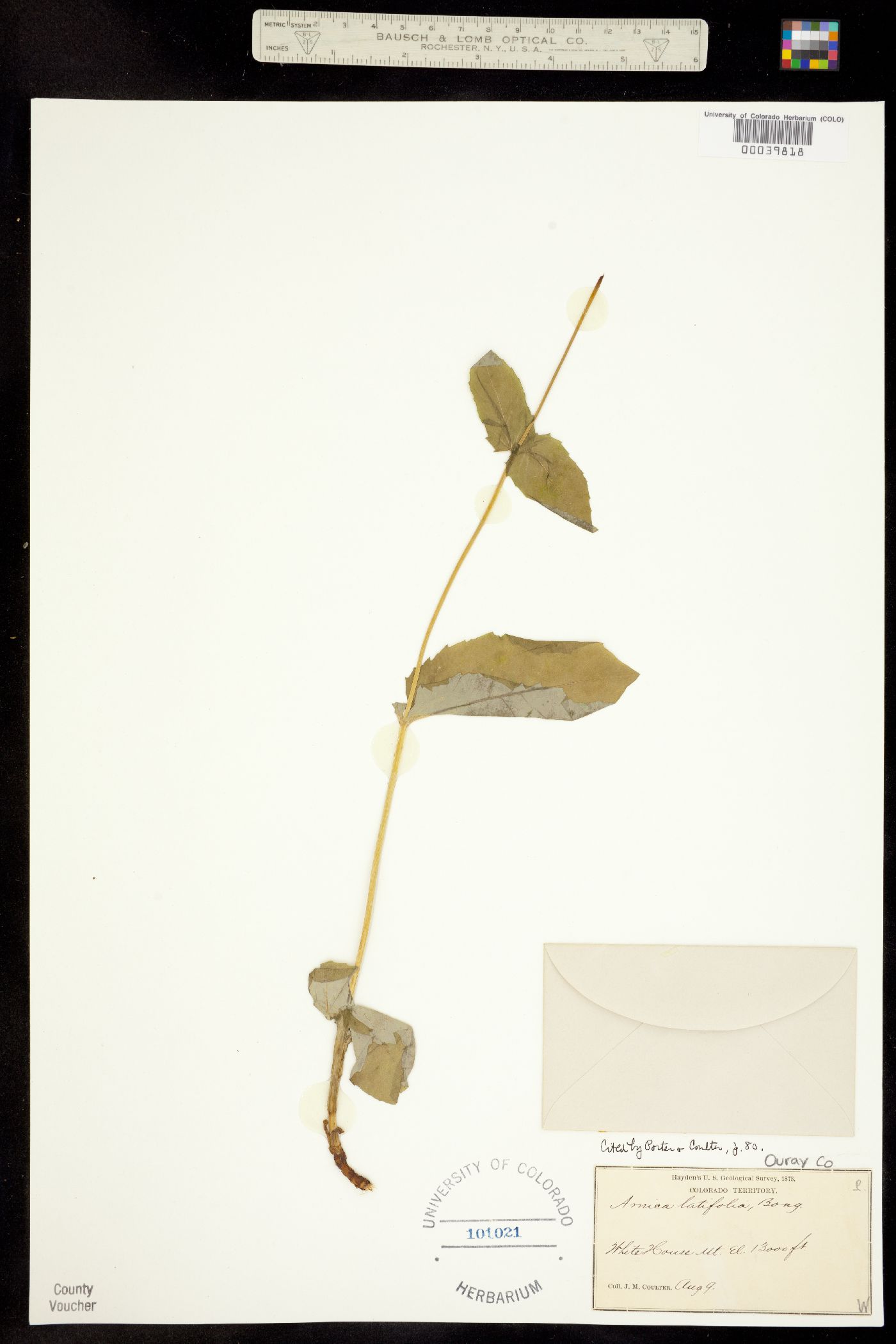 Arnica latifolia image