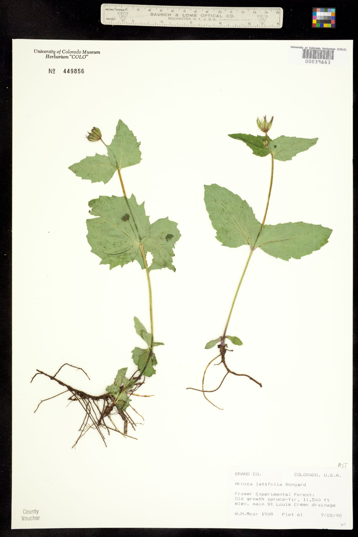 Arnica latifolia image