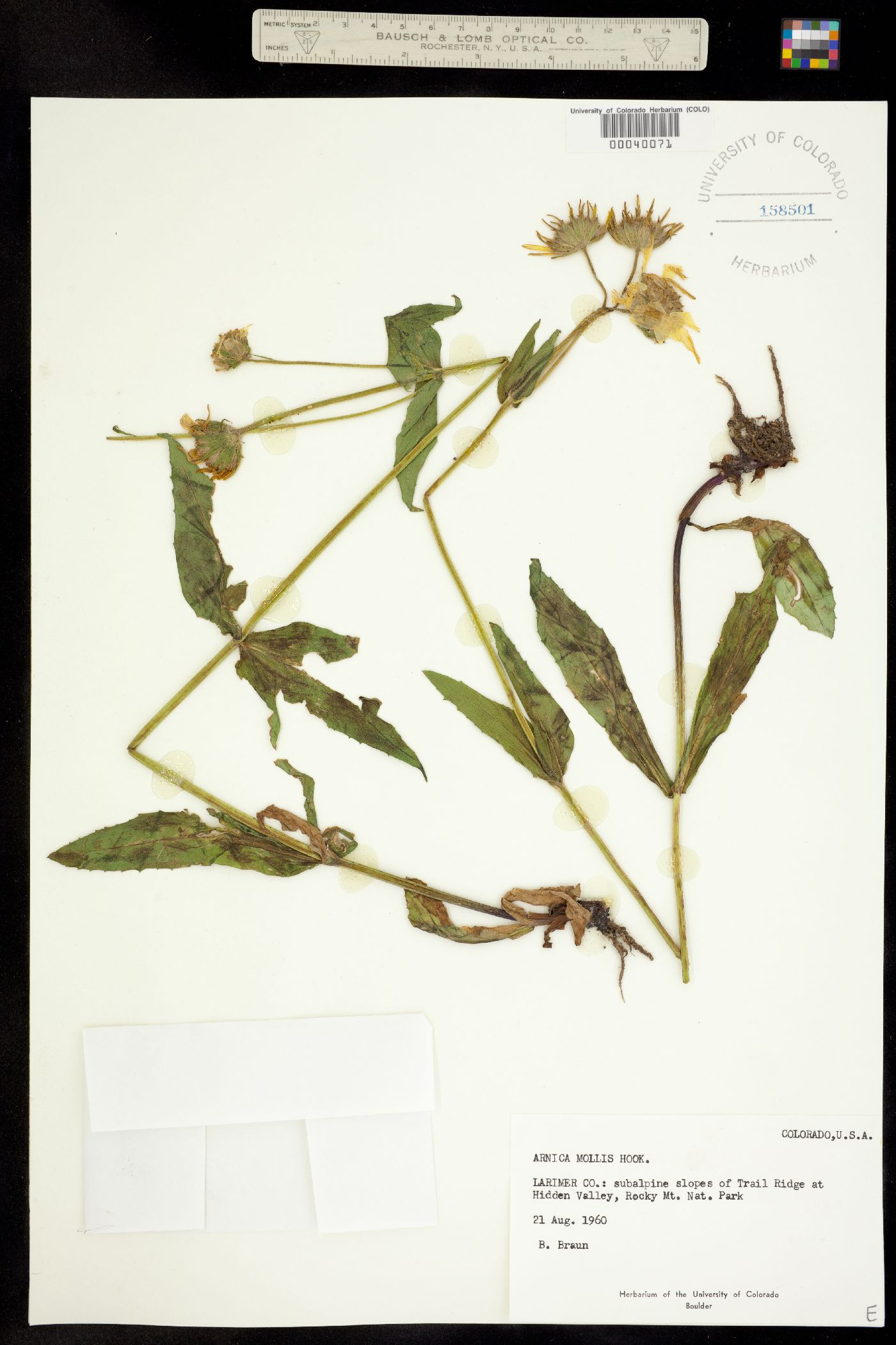 Arnica mollis image