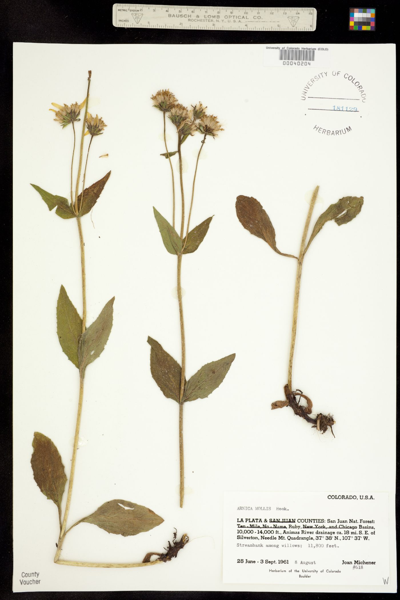 Arnica mollis image