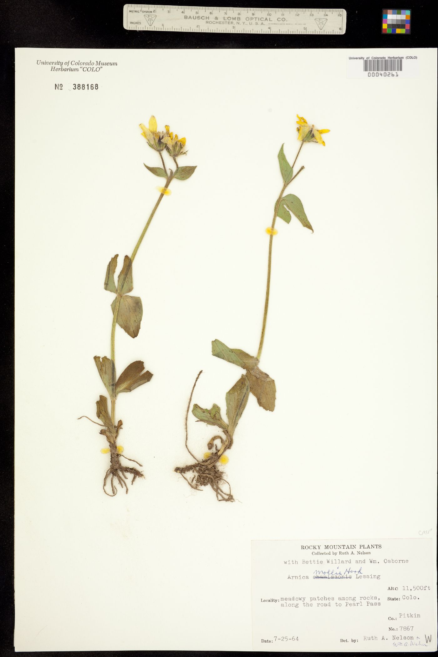 Arnica mollis image