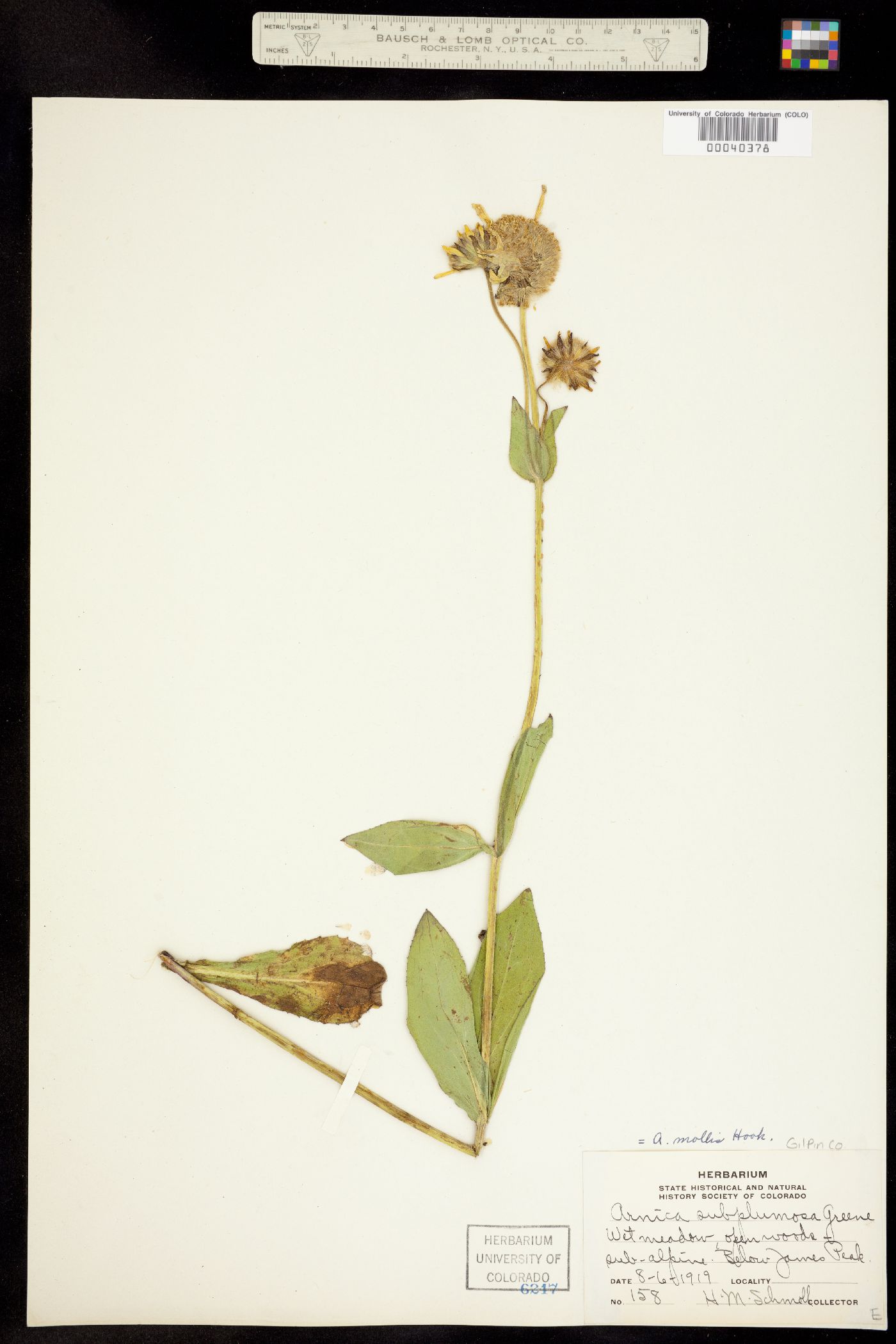 Arnica image