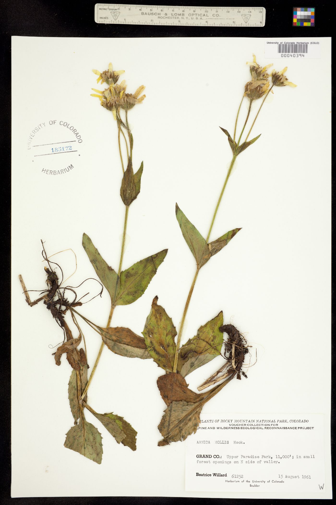 Arnica image