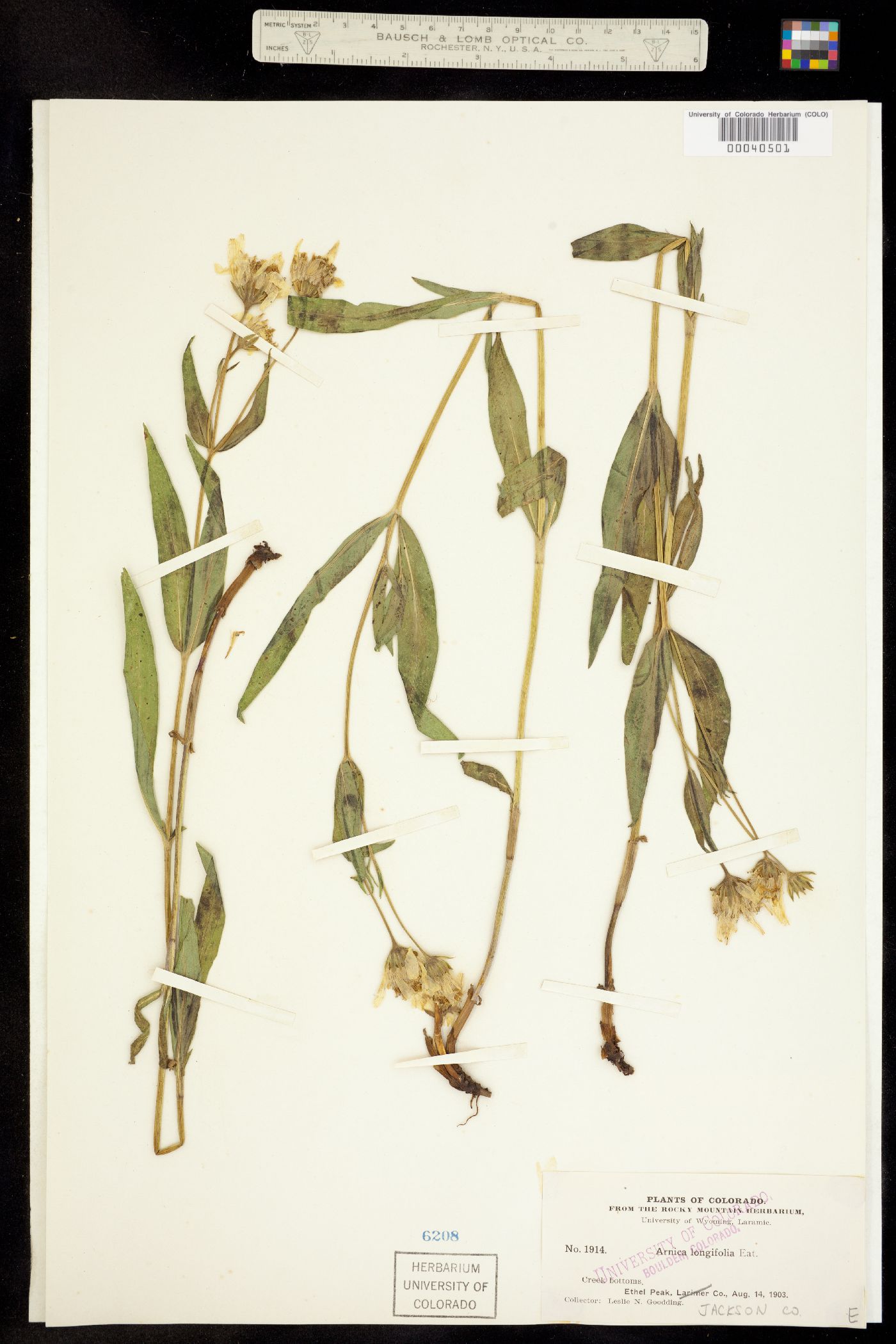 Arnica longifolia image