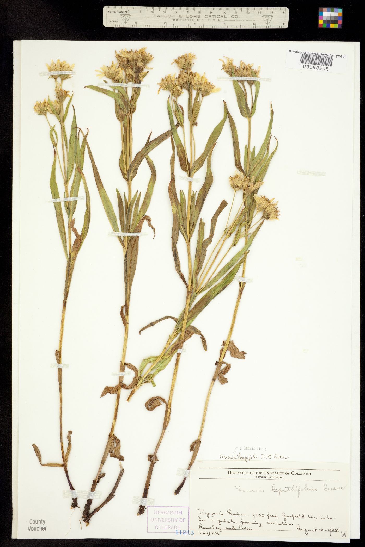 Arnica longifolia image