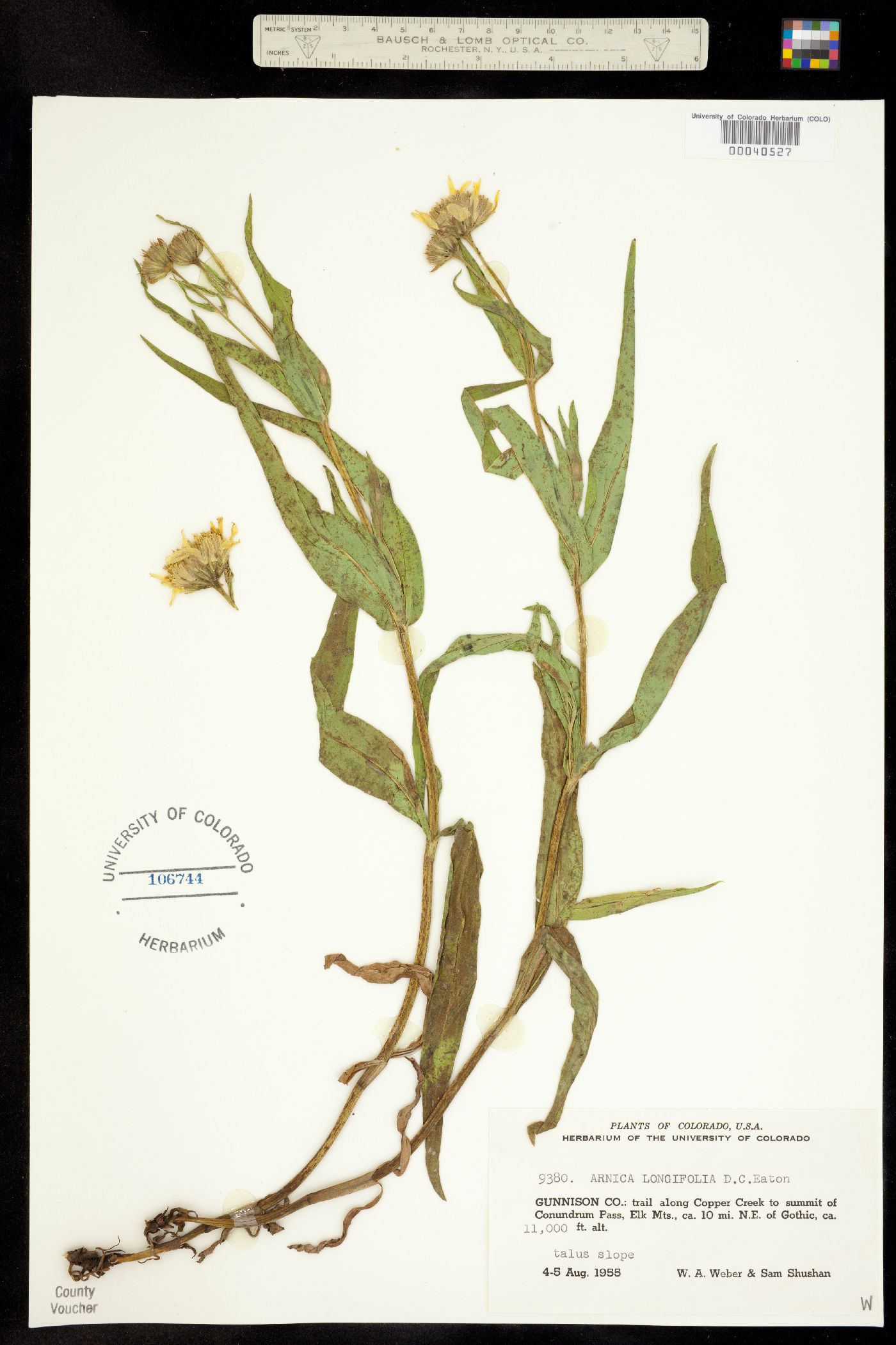 Arnica longifolia image