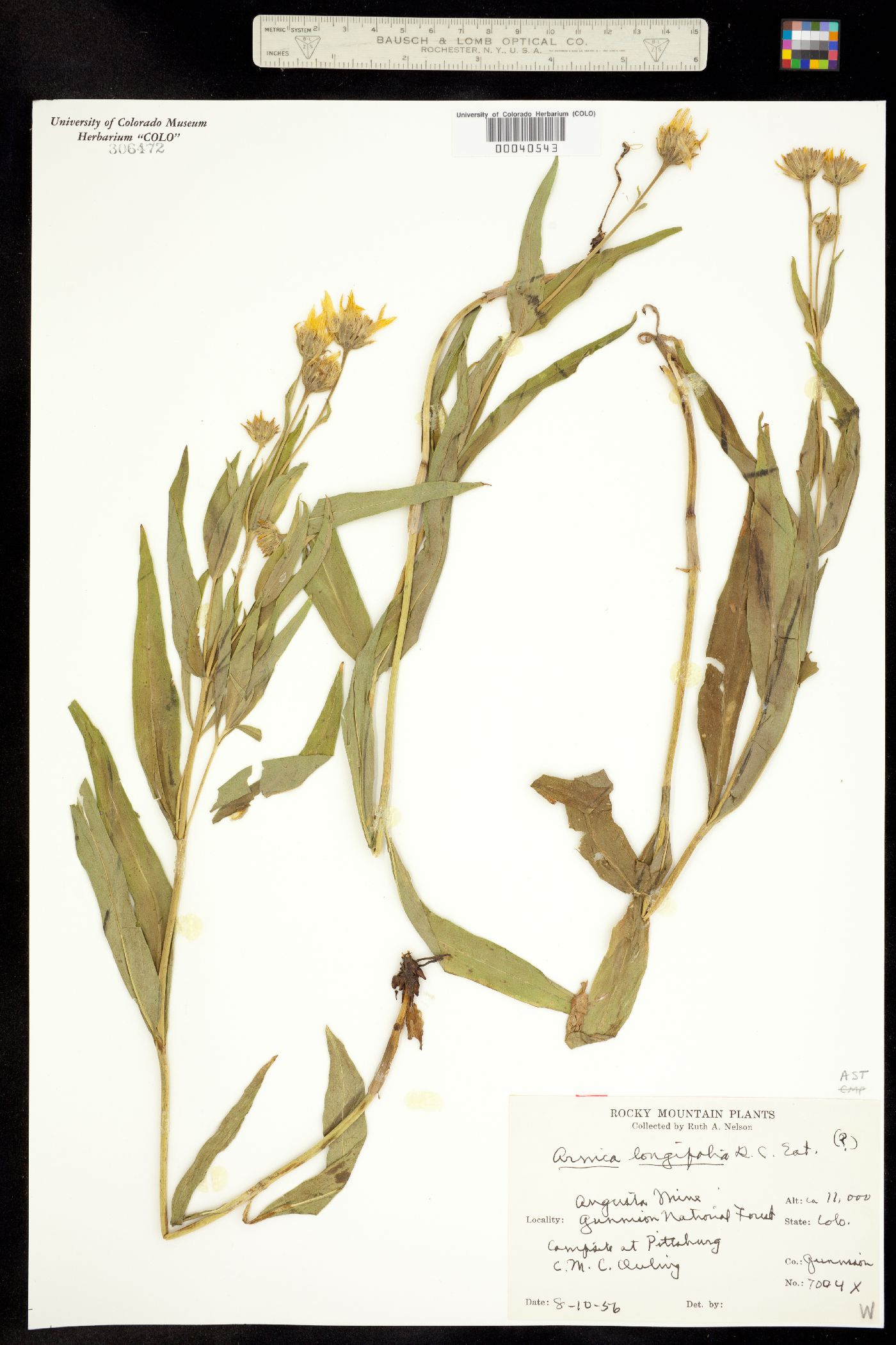 Arnica longifolia image