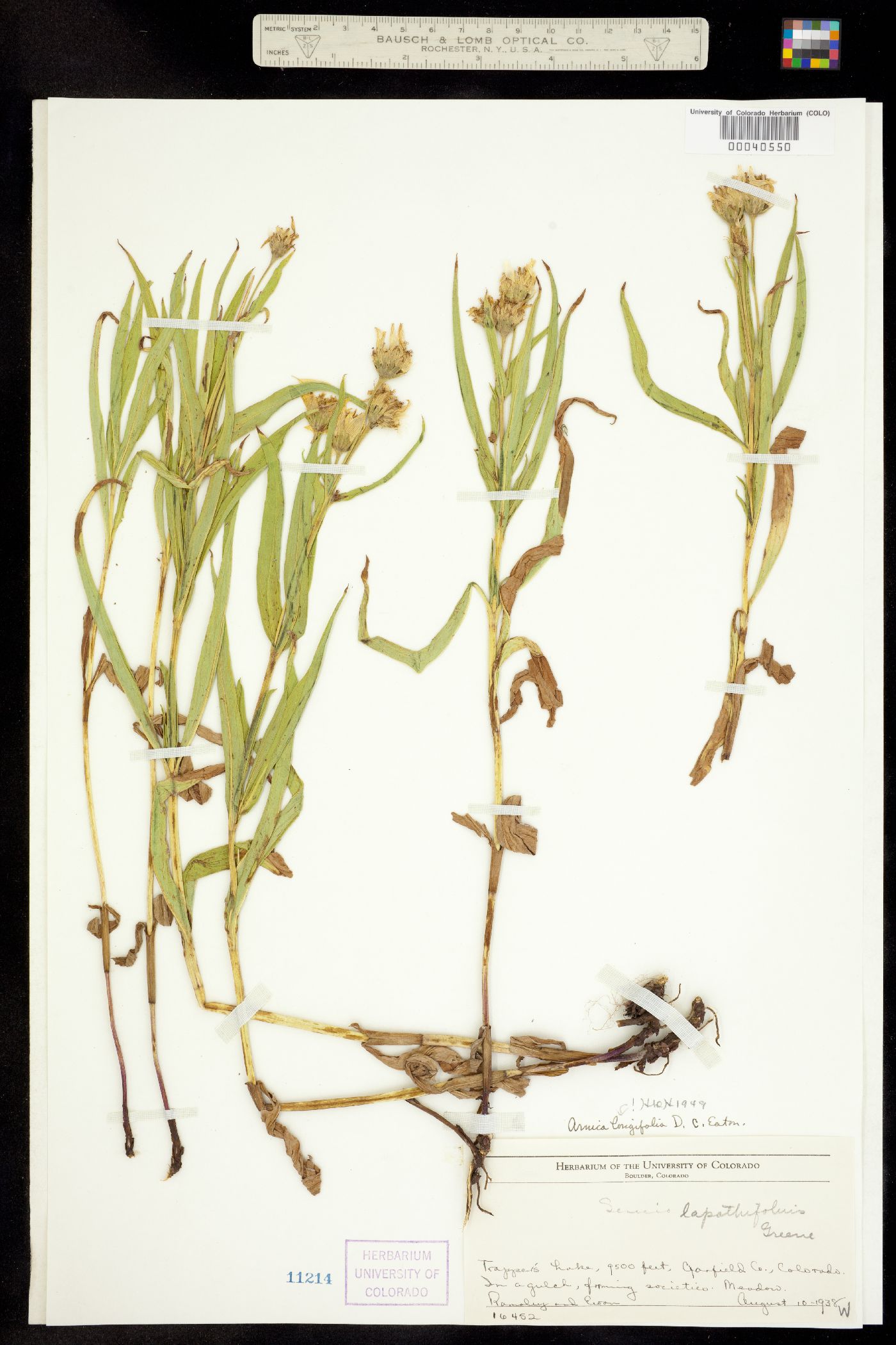 Arnica longifolia image