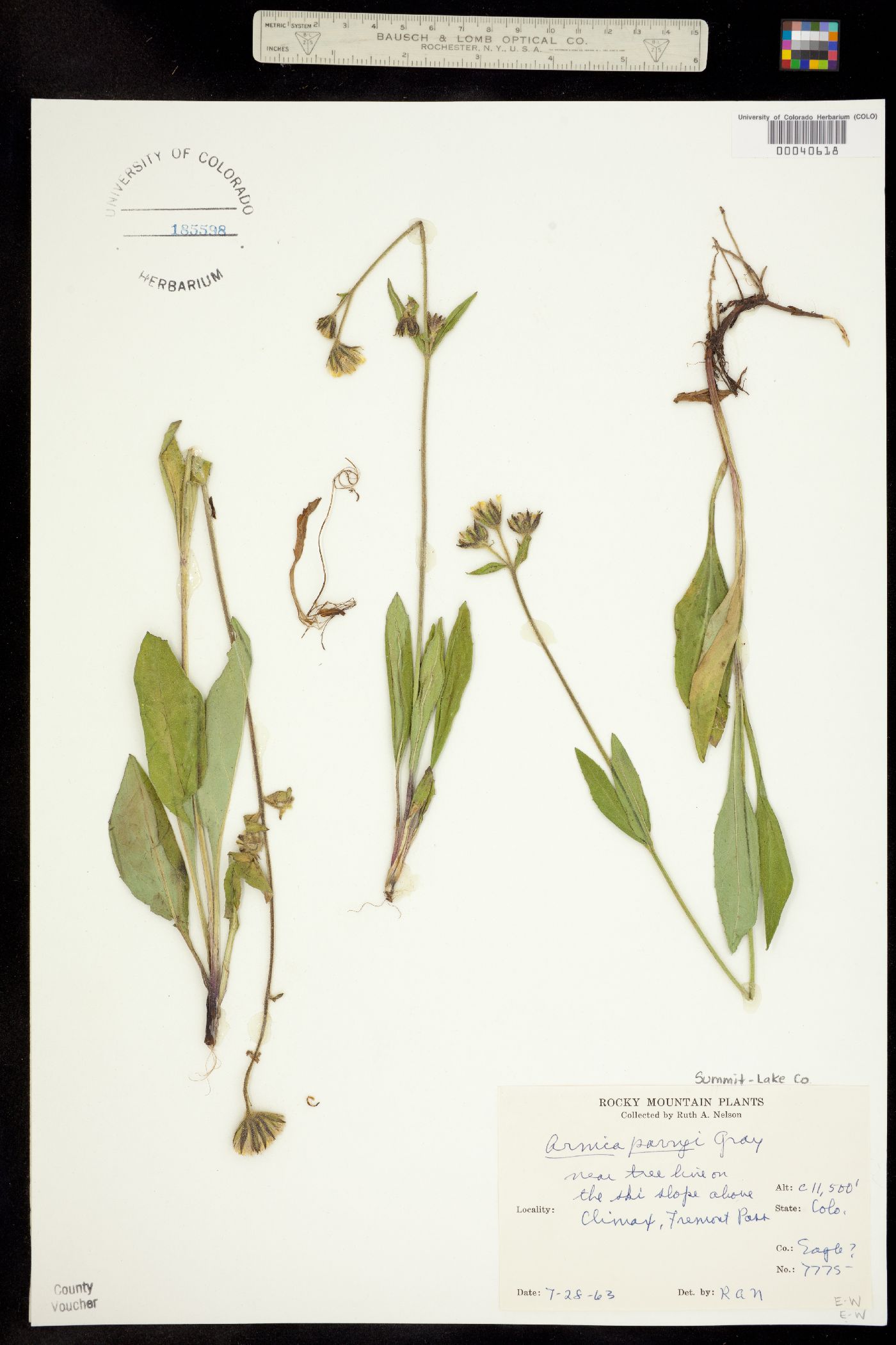 Arnica parryi image