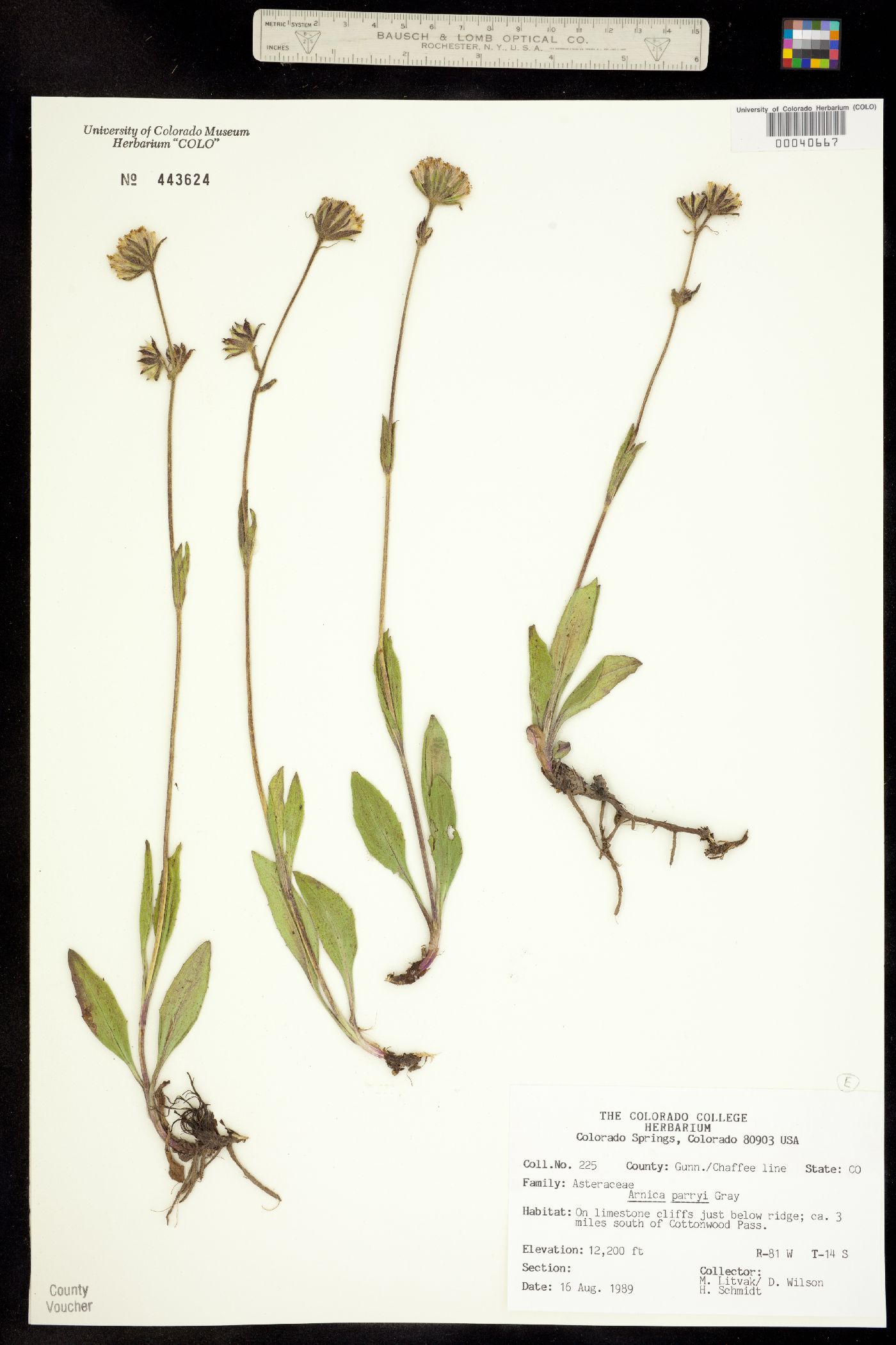 Arnica parryi image