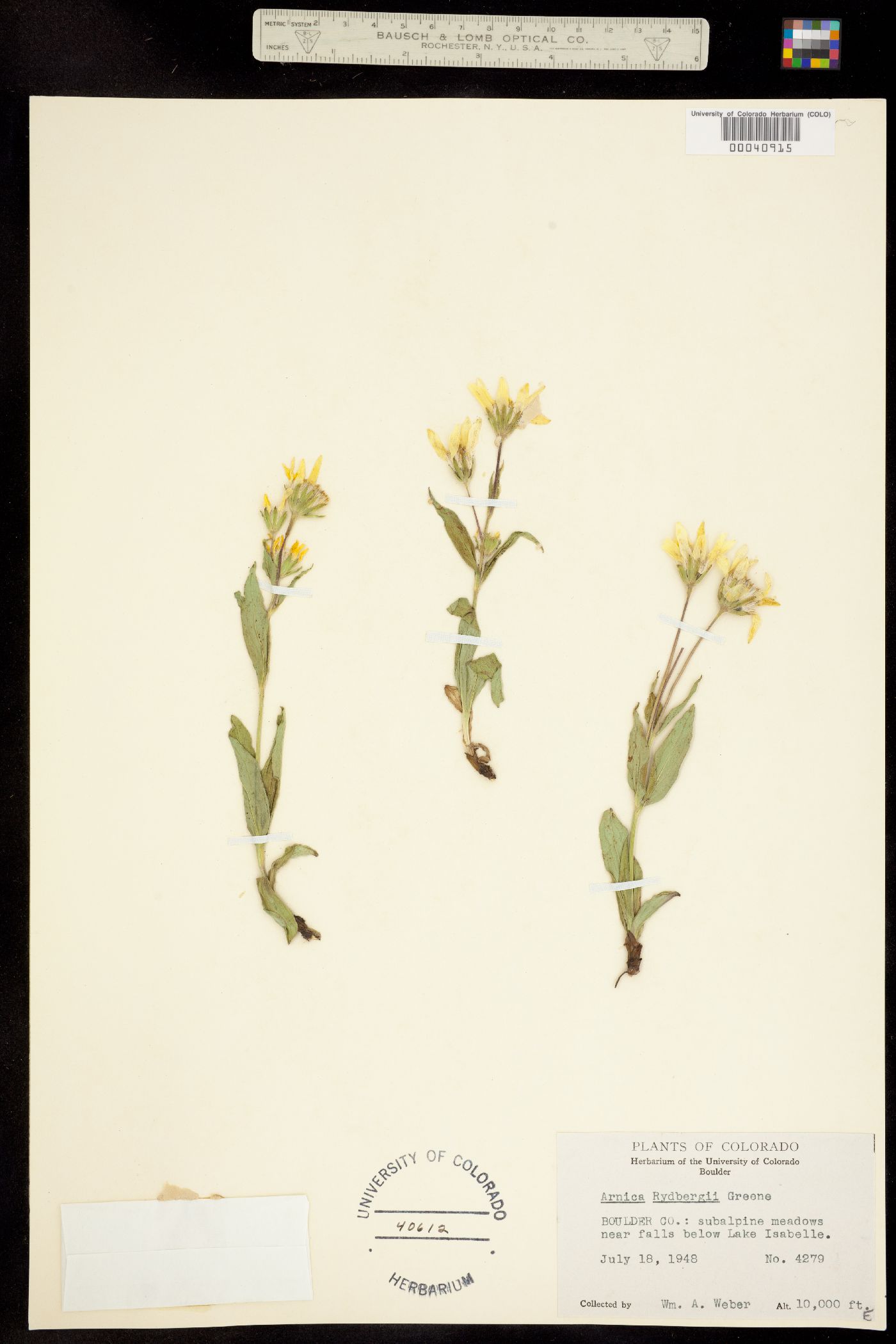 Arnica rydbergii image