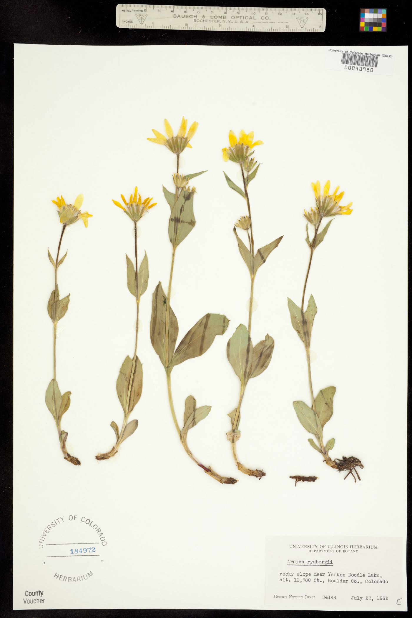 Arnica rydbergii image