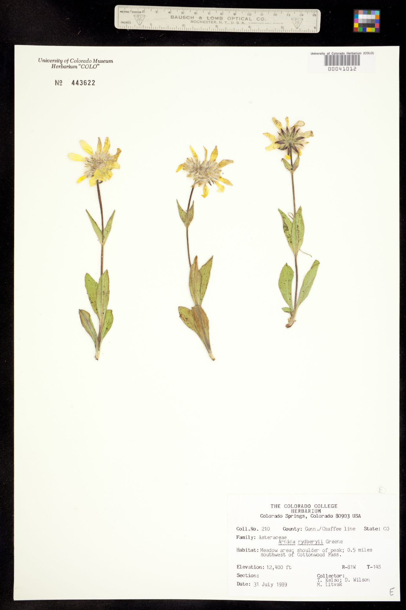 Arnica rydbergii image