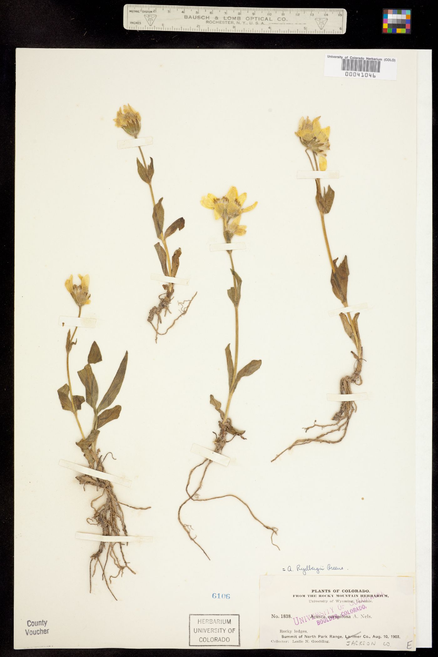 Arnica rydbergii image