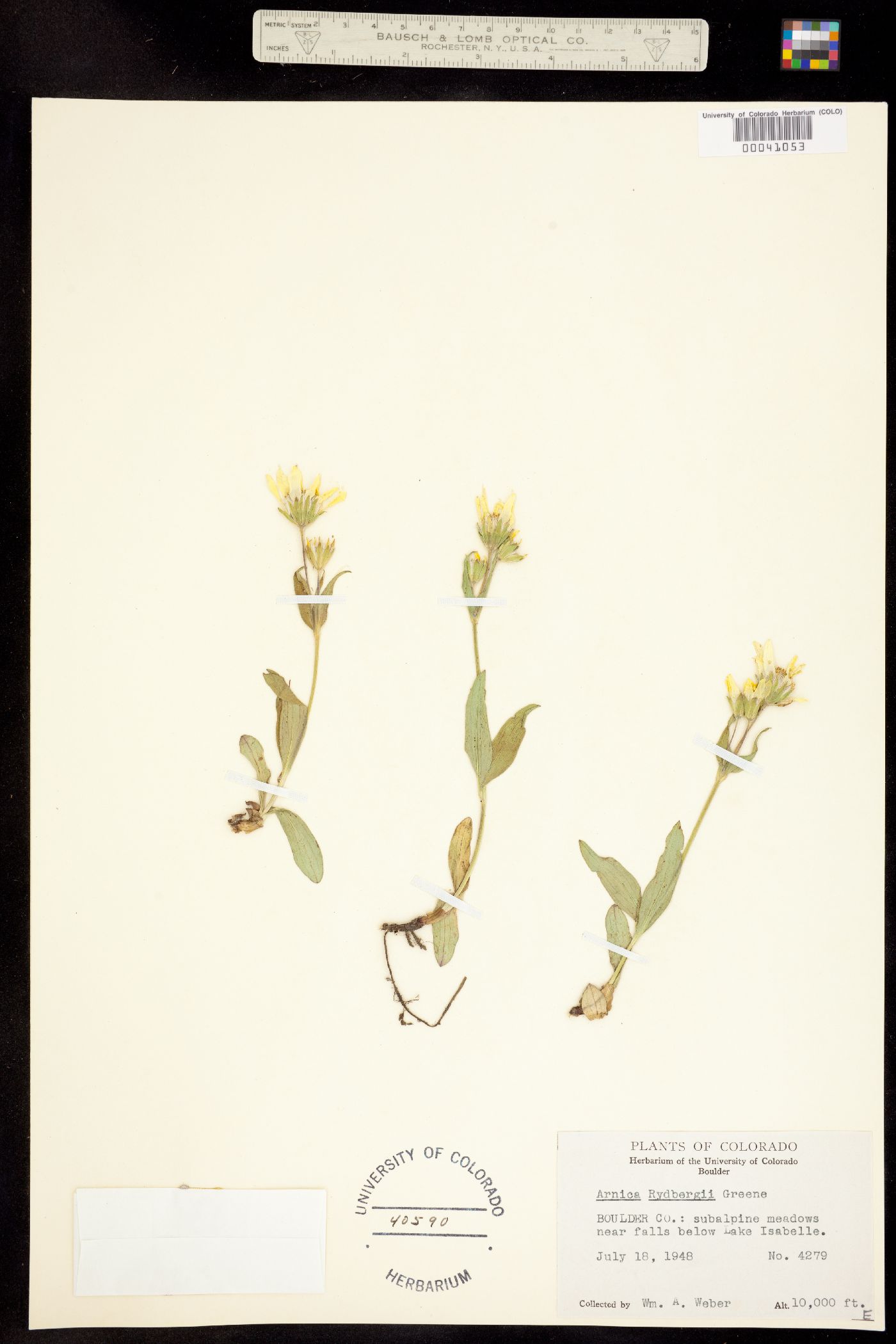 Arnica rydbergii image