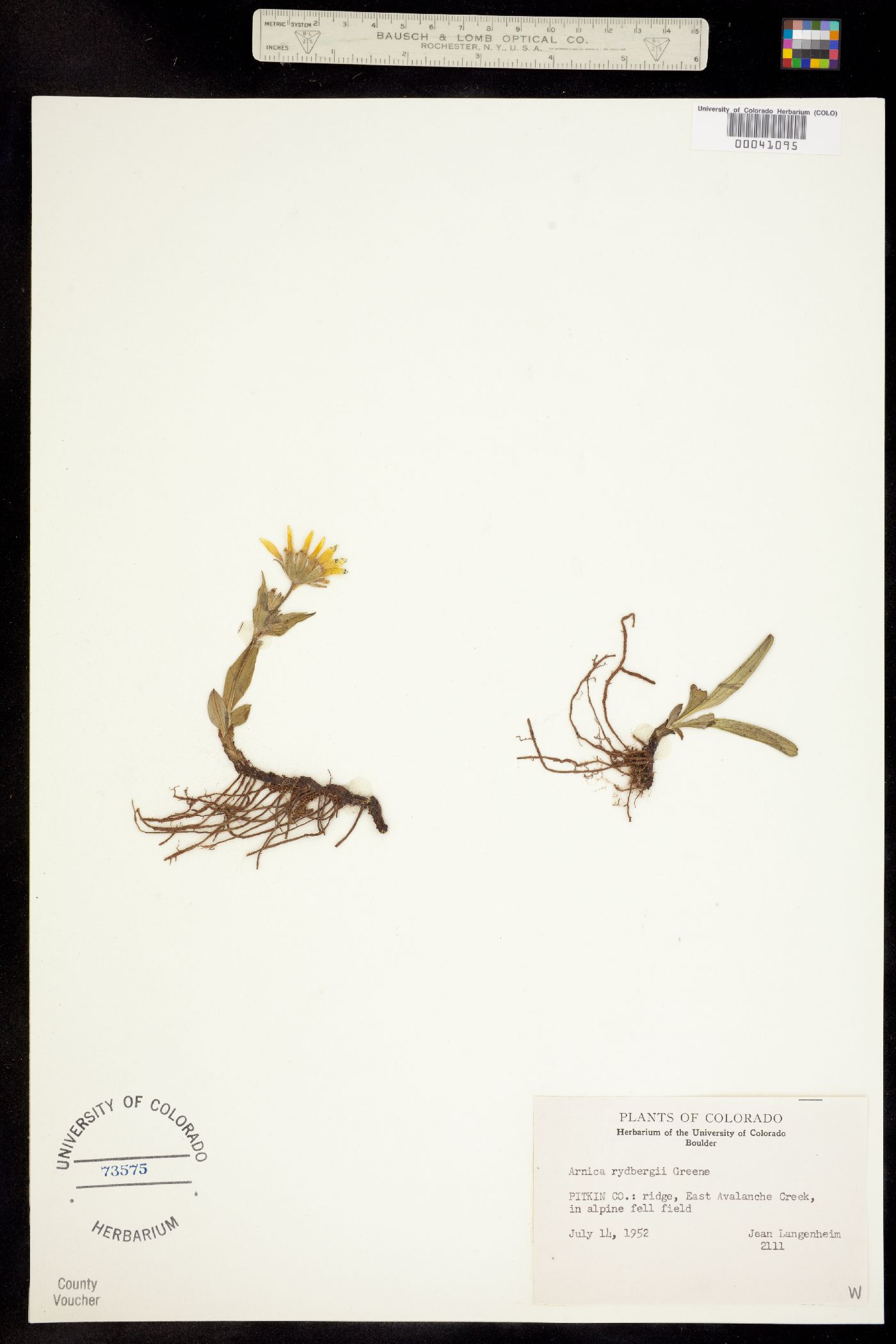 Arnica rydbergii image