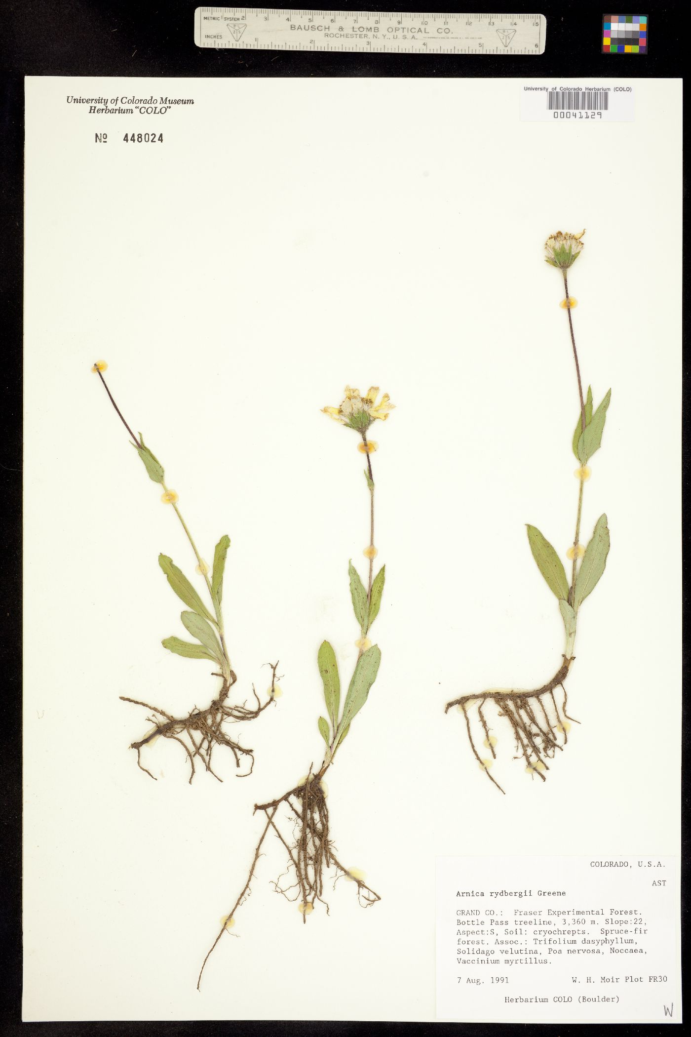 Arnica rydbergii image