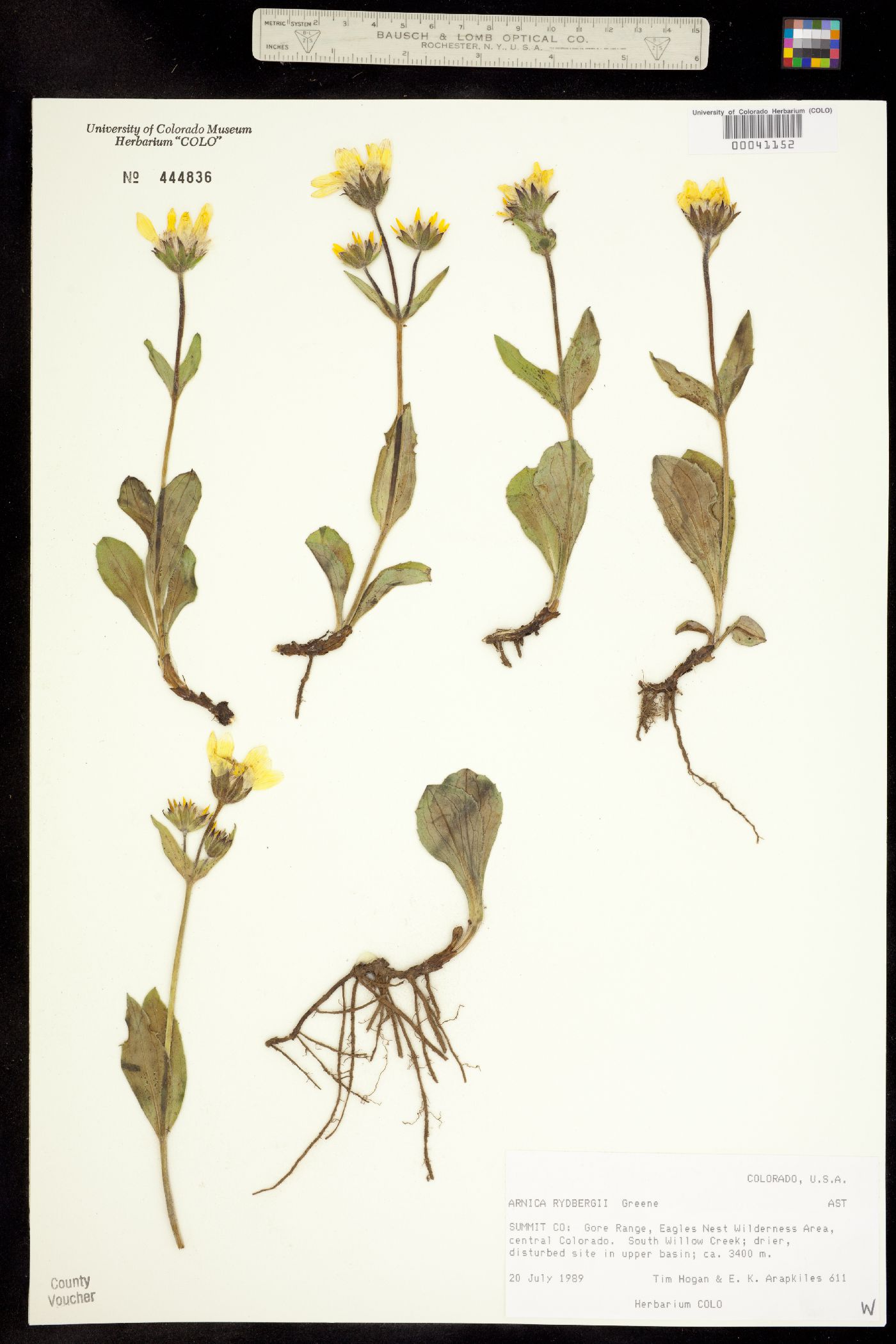 Arnica rydbergii image