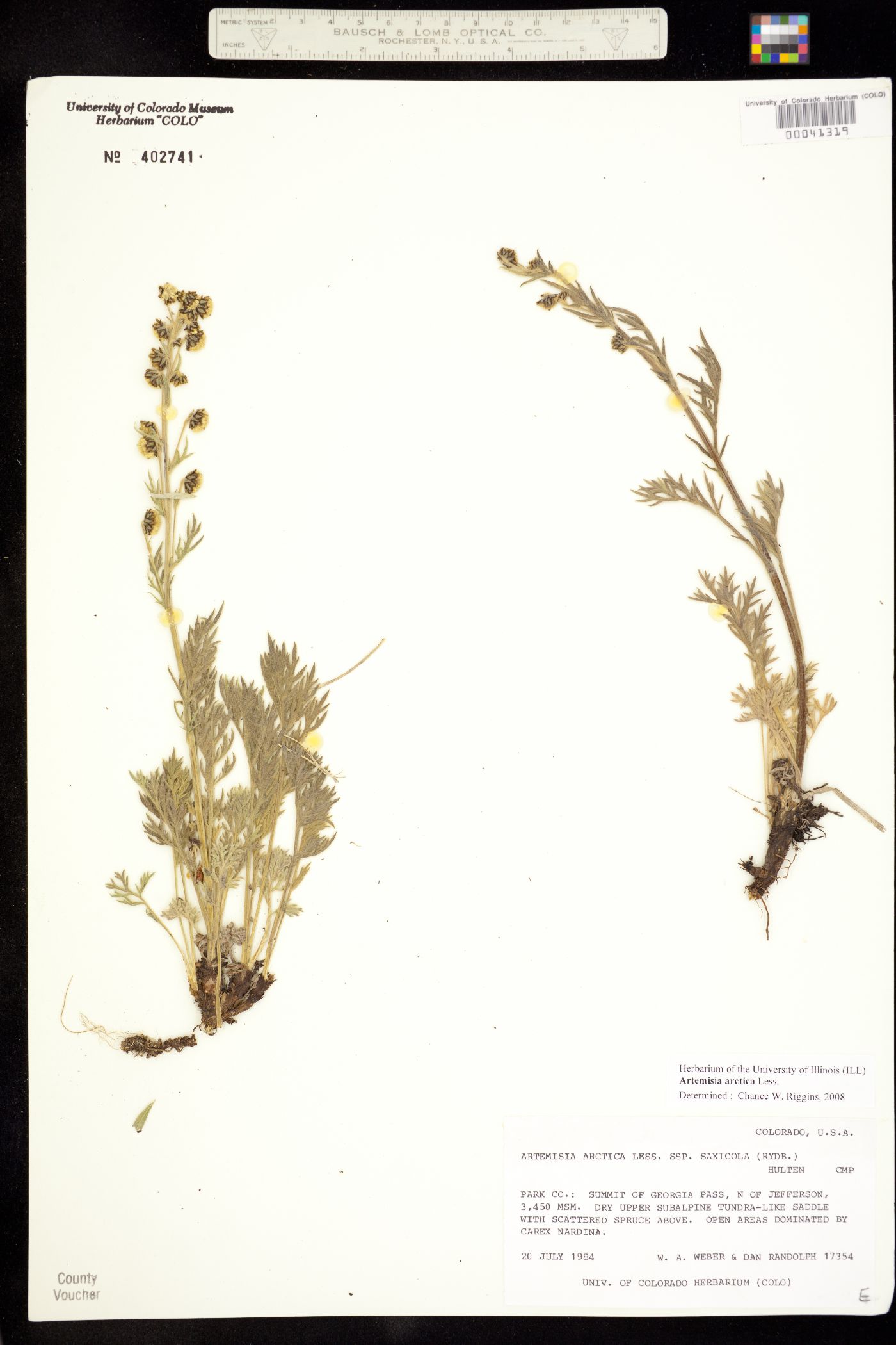 Artemisia arctica ssp. saxicola image
